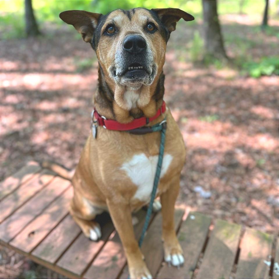 Enlarge Nibbler, a Adoptable Mixed Breed in Chattanooga, TN image 5/6