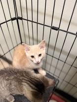 Enlarge Febreze, a Adoptable Domestic Short Hair in Dodgeville, WI image 2/3