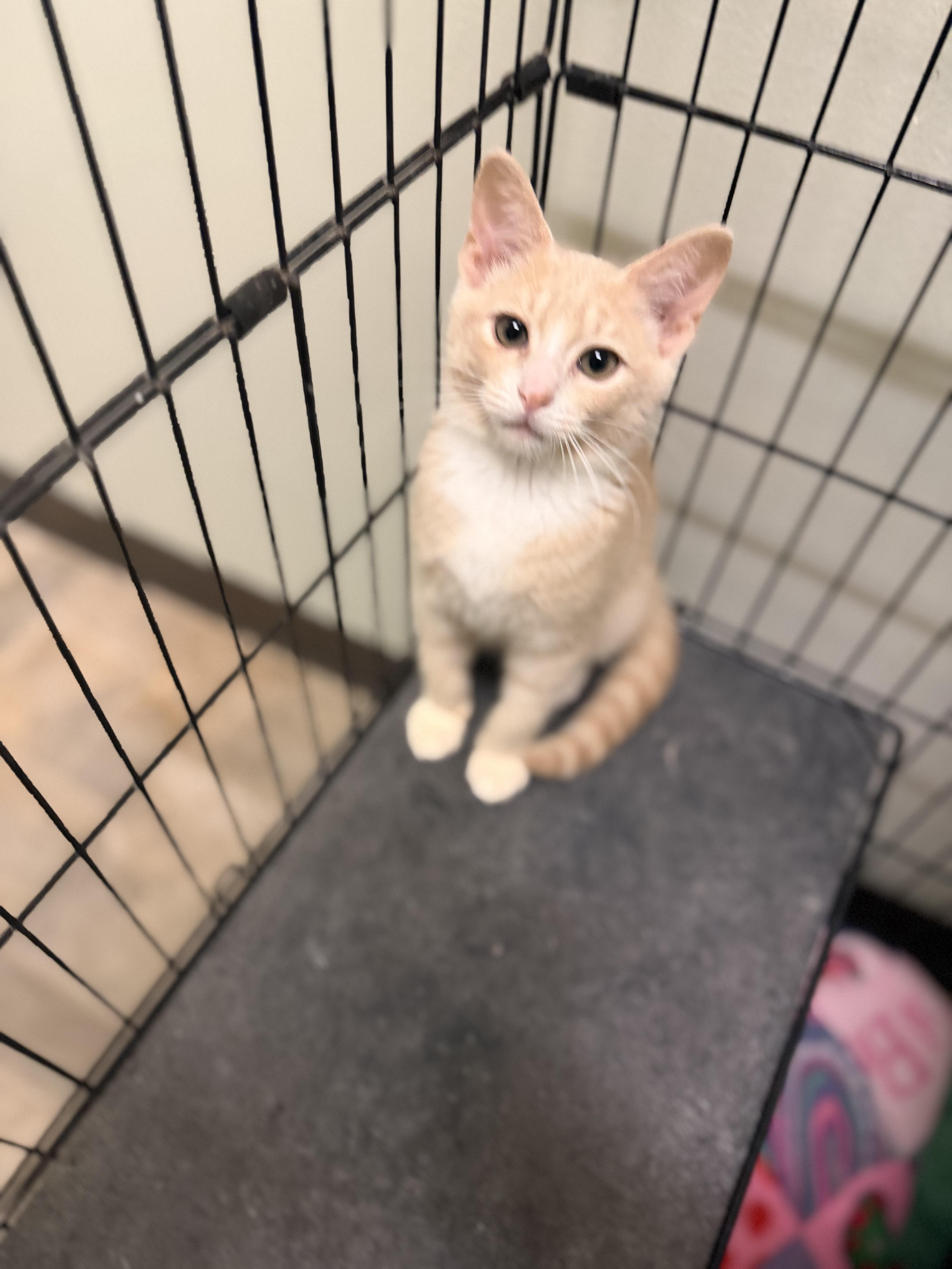 Febreze, Adoptable, Kitten Male Domestic Short Hair.