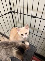 Enlarge Febreze, a Adoptable Domestic Short Hair in Dodgeville, WI image 3/3