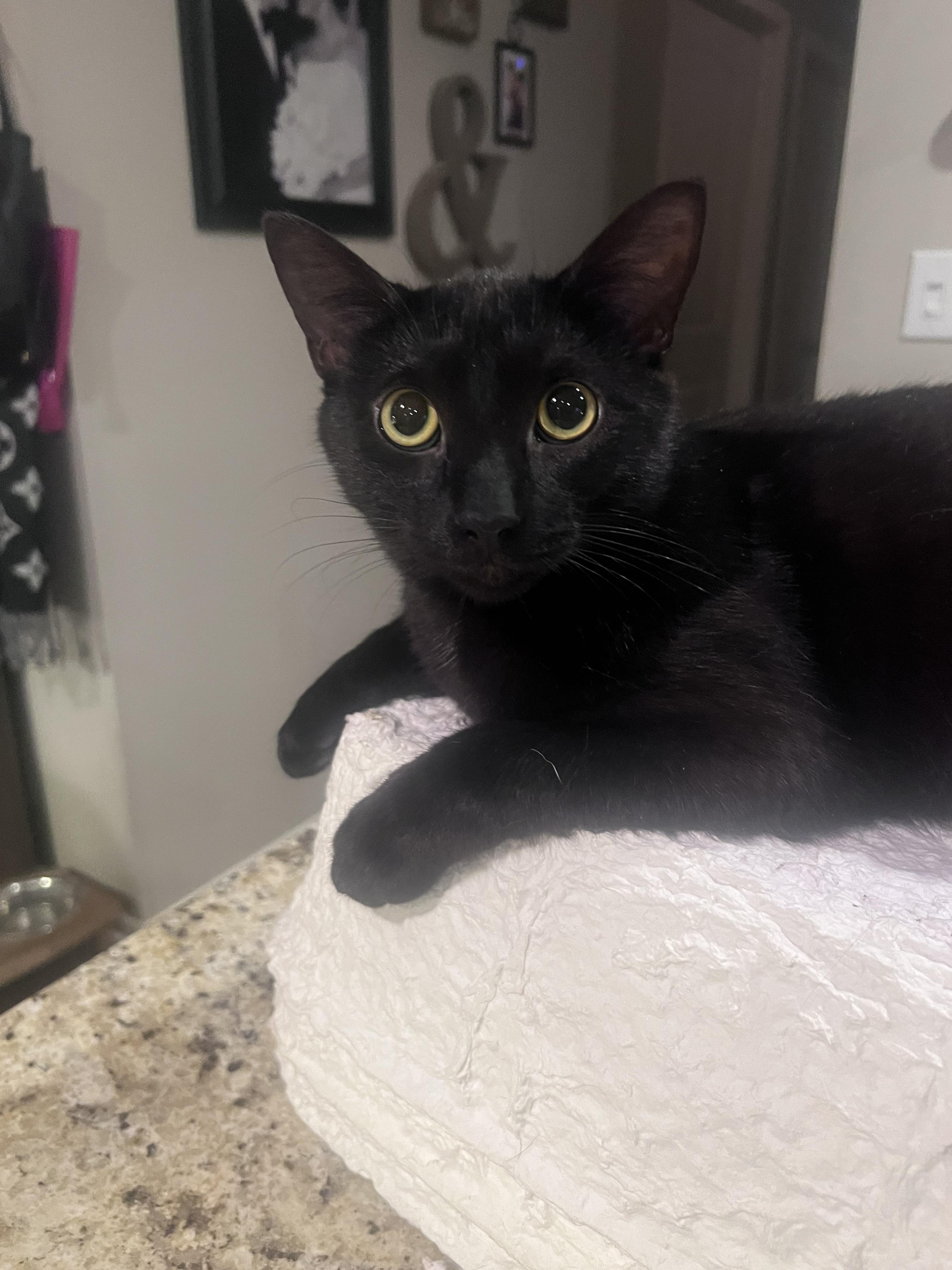 Enlarge Merlin, a Adoptable Domestic Short Hair in Lincoln, NE image 1/1