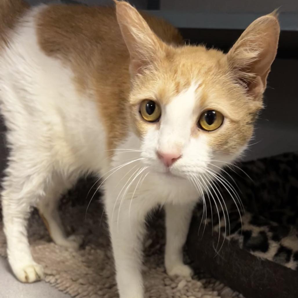 Abby — thumbnail 2