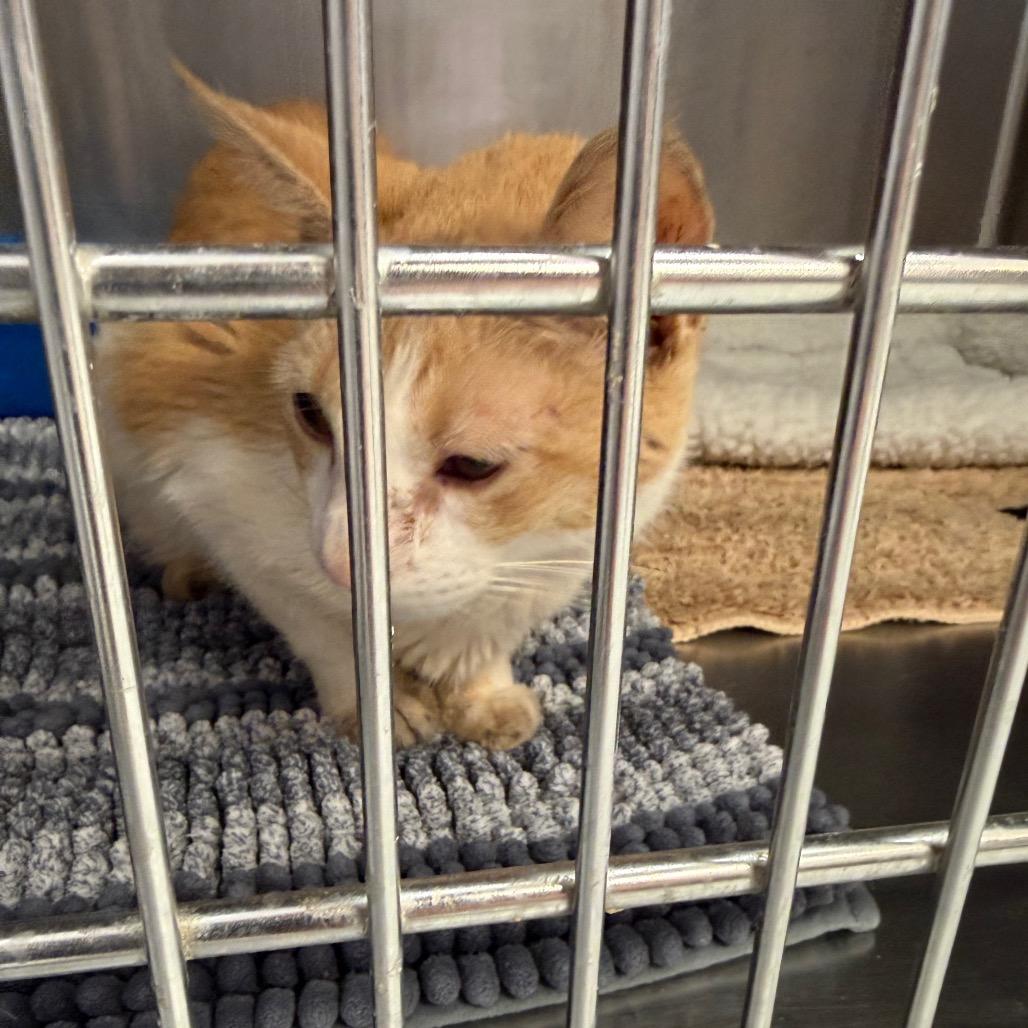 Abby — thumbnail 3