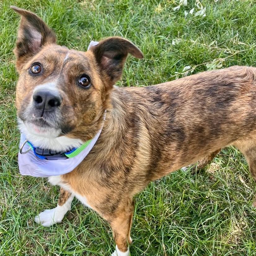 Sylvie (Kiwi), Adopted, Young Female Australian Cattle Dog / Blue Heeler.