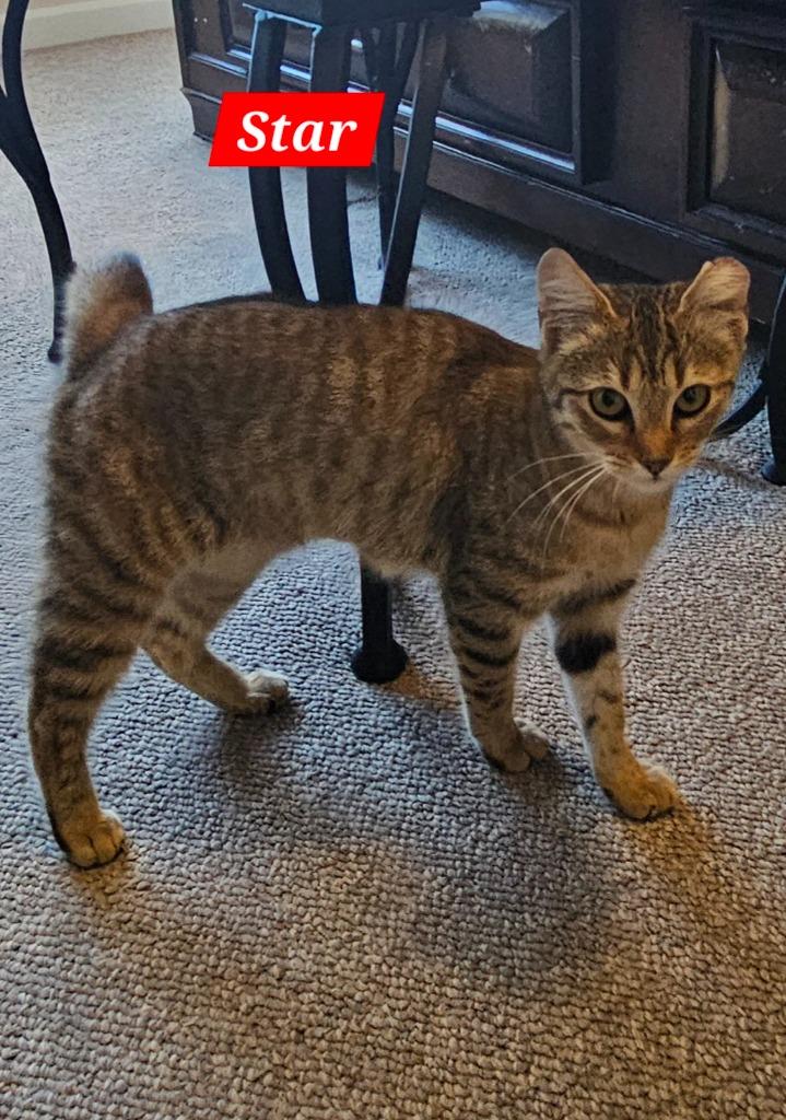 Star, Adoptable, Young Female Domestic Short Hair.