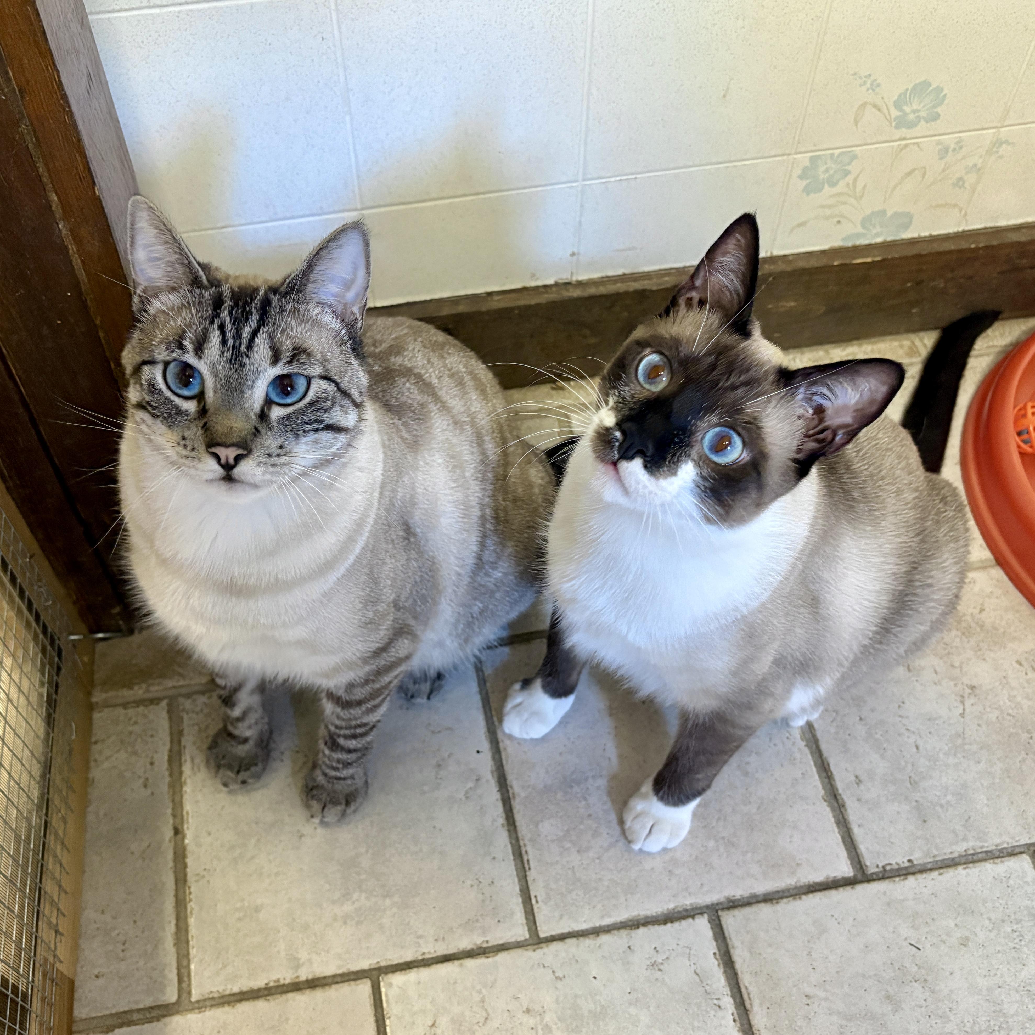 Enlarge Salt, a ADOPTABLE Domestic Short Hair in Beacon, NY image 5/6