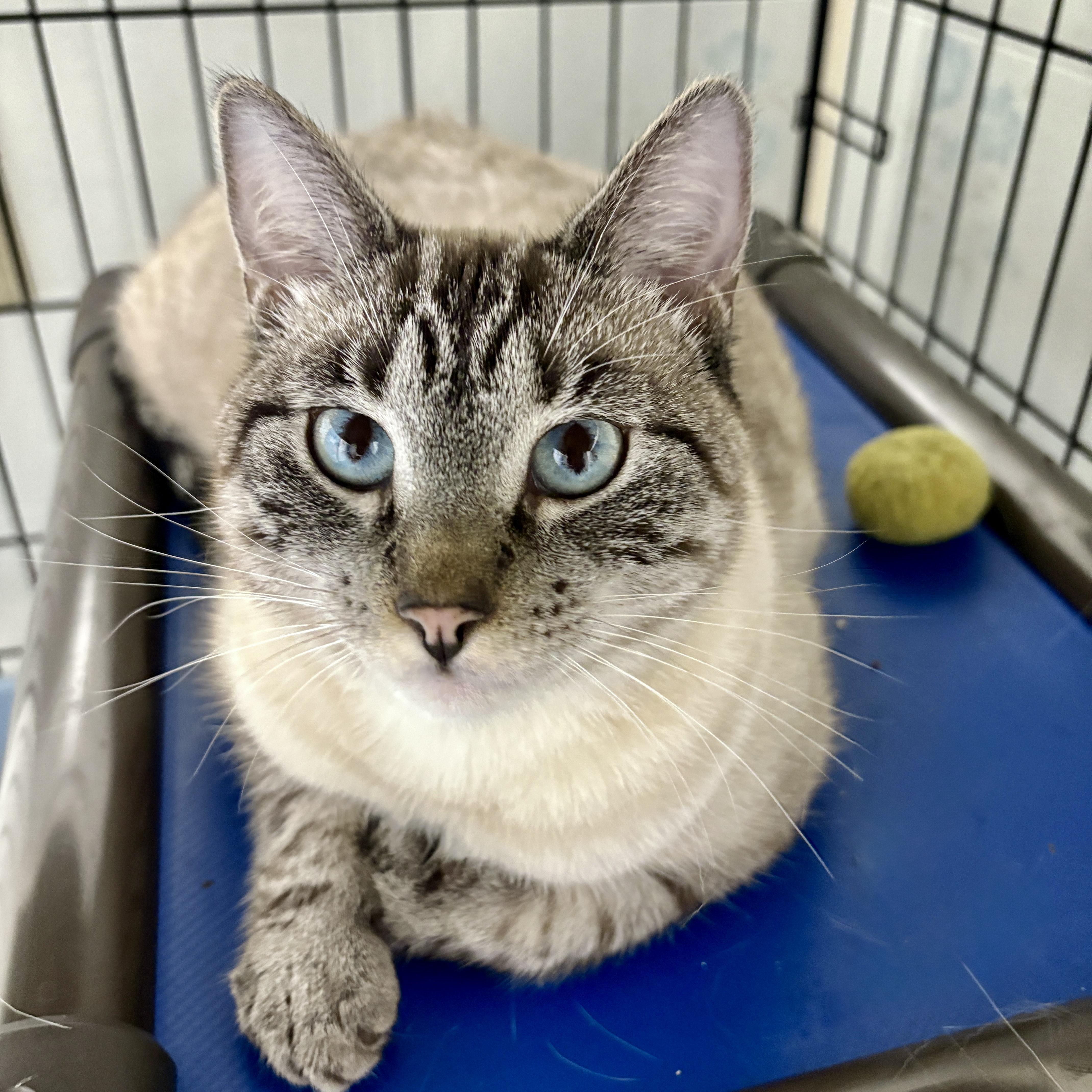 Enlarge Salt, a ADOPTABLE Domestic Short Hair in Beacon, NY image 4/6