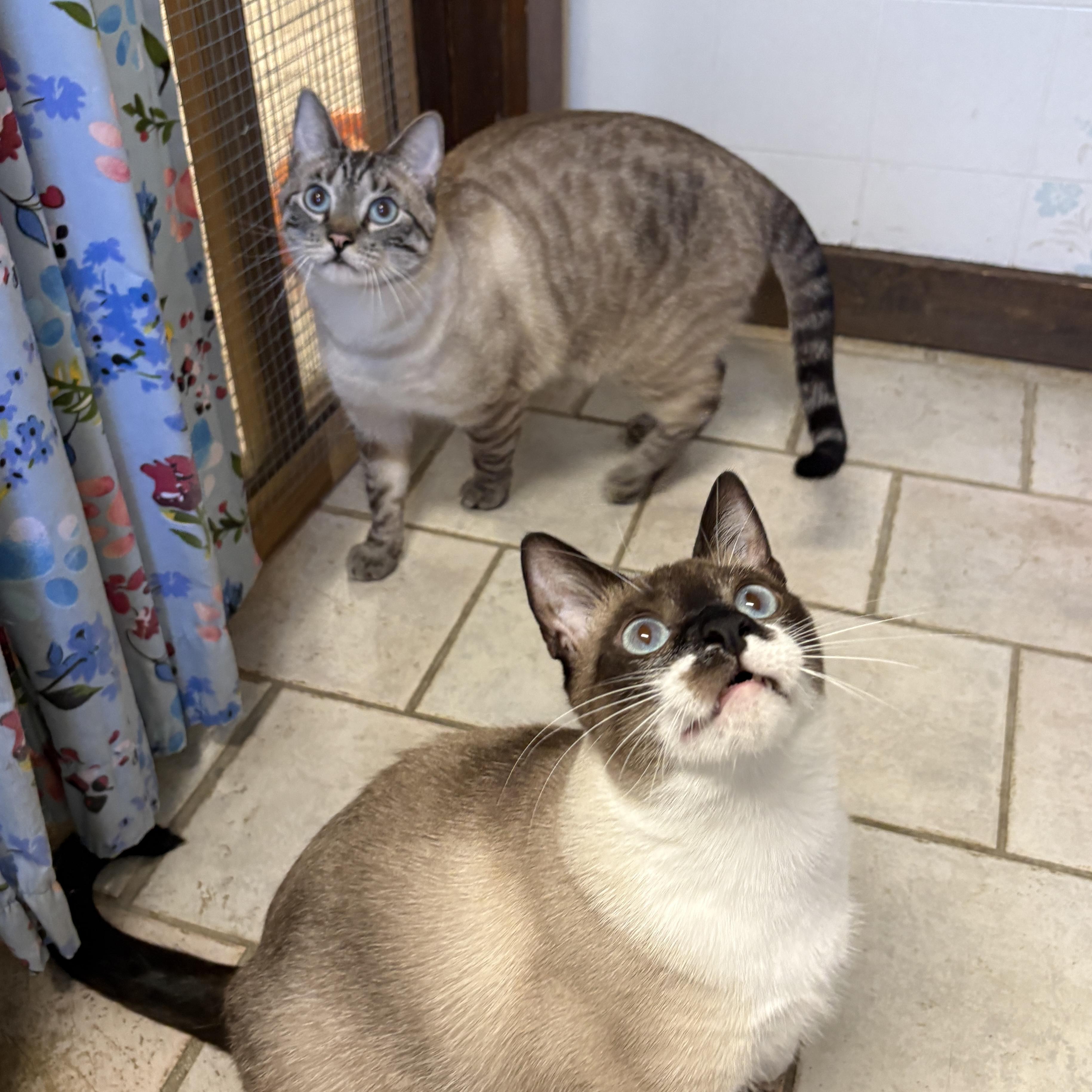 Enlarge Salt, a ADOPTABLE Domestic Short Hair in Beacon, NY image 2/6