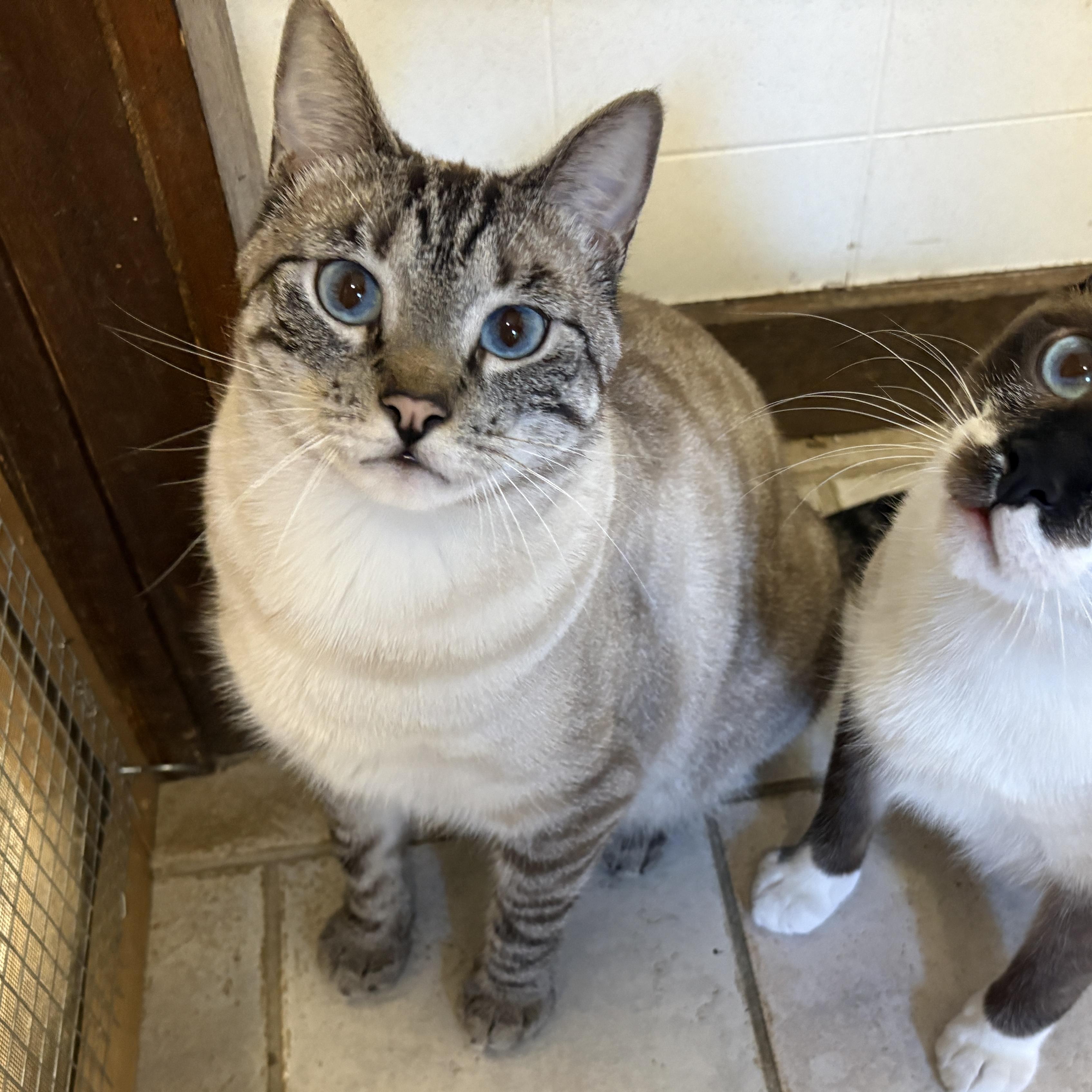 Enlarge Salt, a ADOPTABLE Domestic Short Hair in Beacon, NY image 3/6
