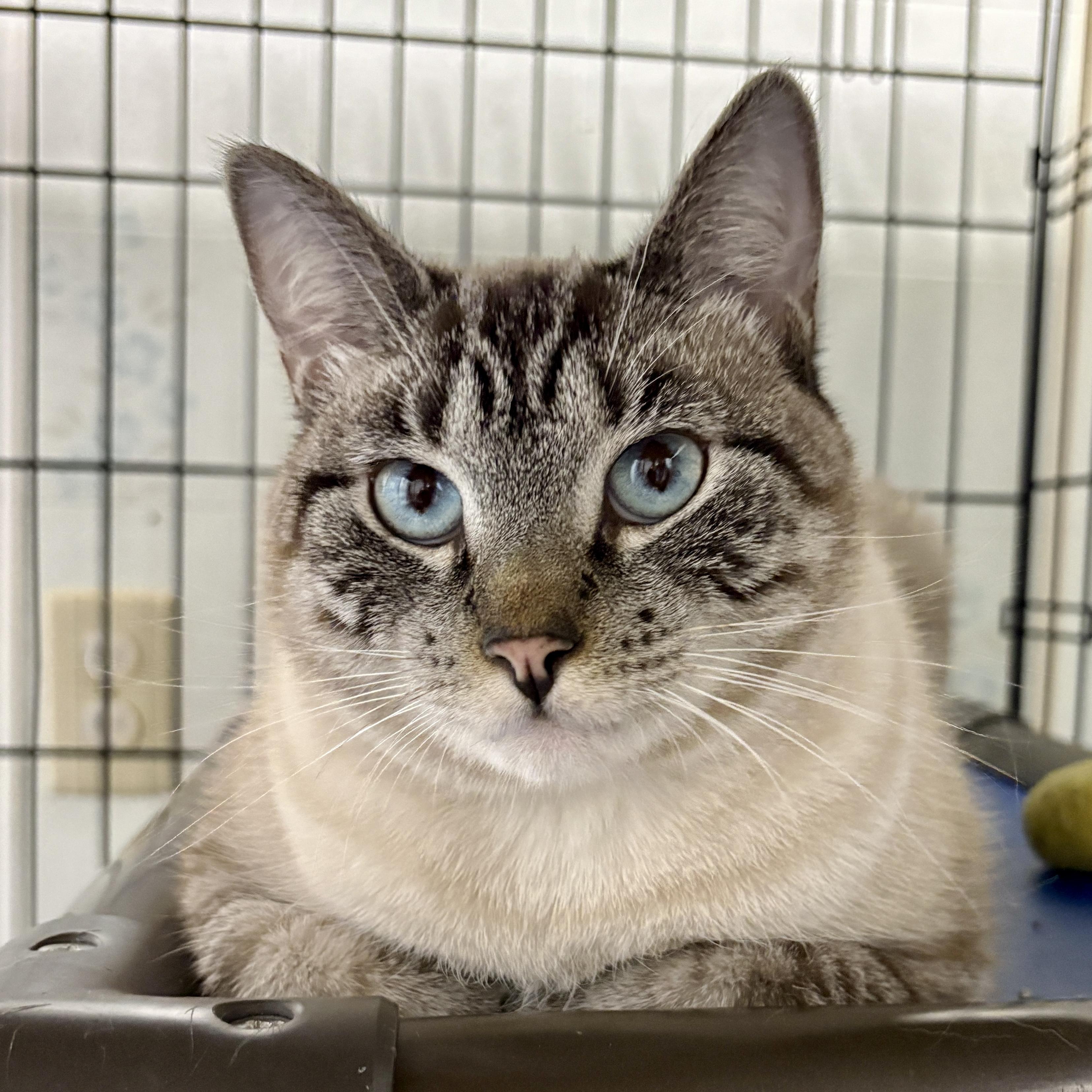 Enlarge Salt, a ADOPTABLE Domestic Short Hair in Beacon, NY image 1/6