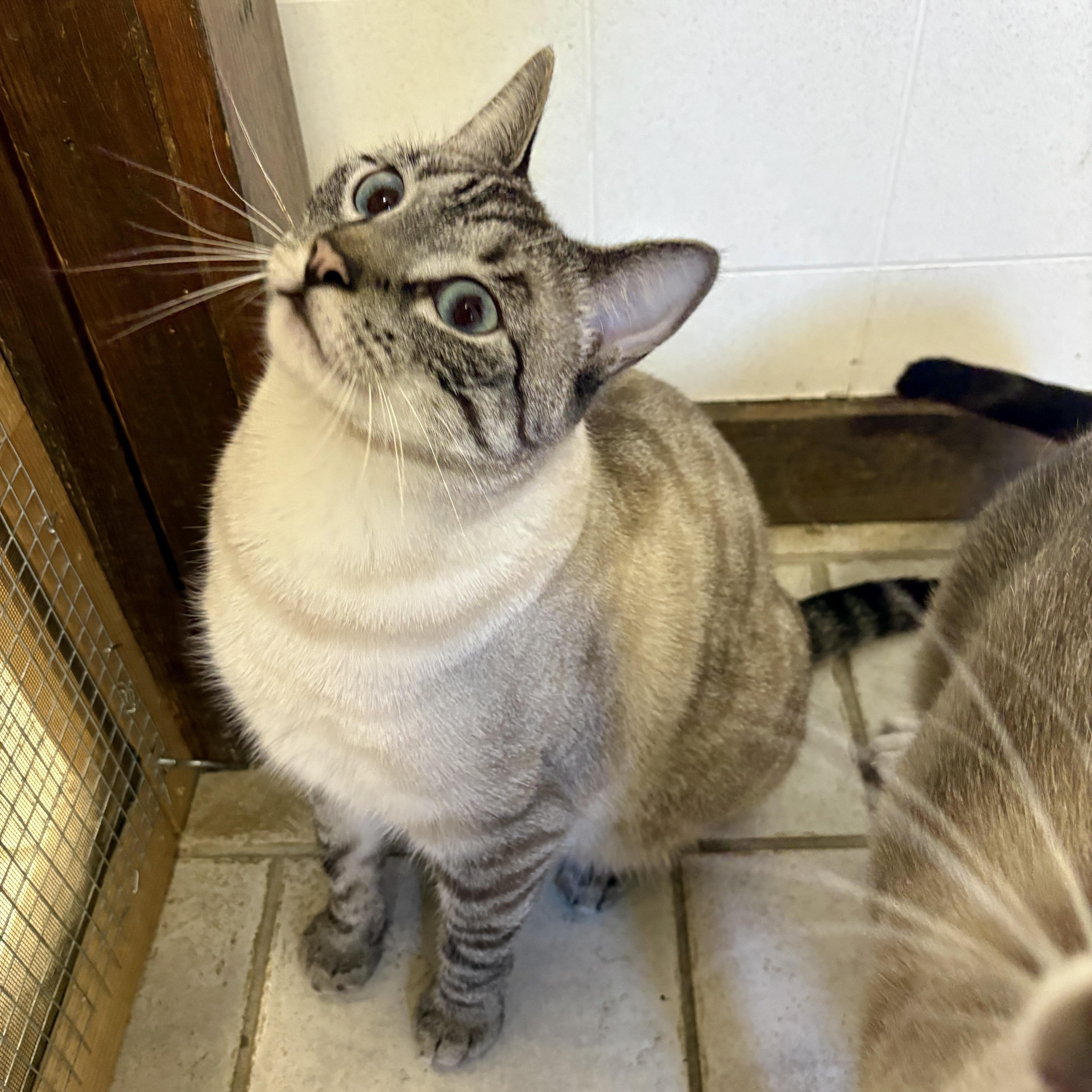 Enlarge Salt, a ADOPTABLE Domestic Short Hair in Beacon, NY image 6/6