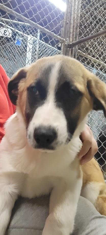 Trojan 423-25, a ADOPTABLE Mixed Breed in Cambridge, OH image 1/2