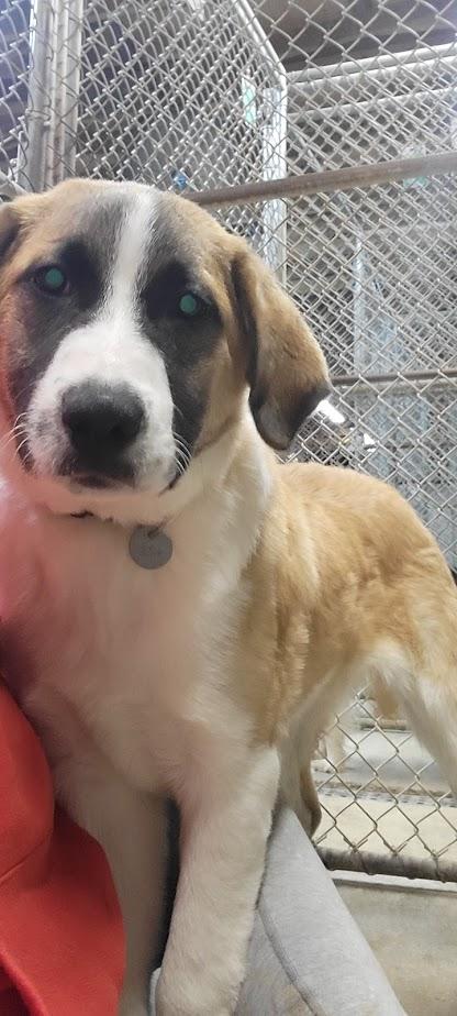 Trojan 423-25, a ADOPTABLE Mixed Breed in Cambridge, OH image 2/2