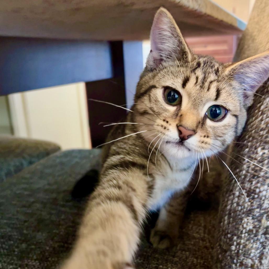 Bob Ross, Adoptable, Kitten Male Domestic Short Hair.