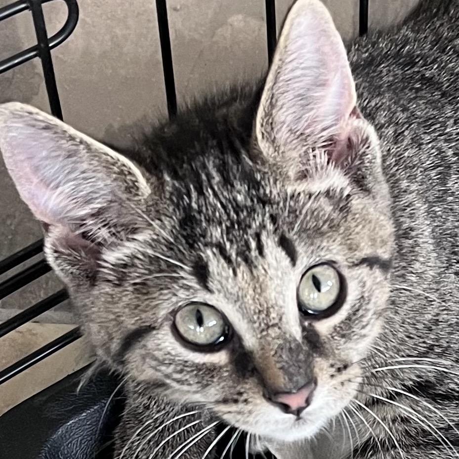 Enlarge Bob Ross, a Adoptable Domestic Short Hair in Traverse City, MI image 2/5