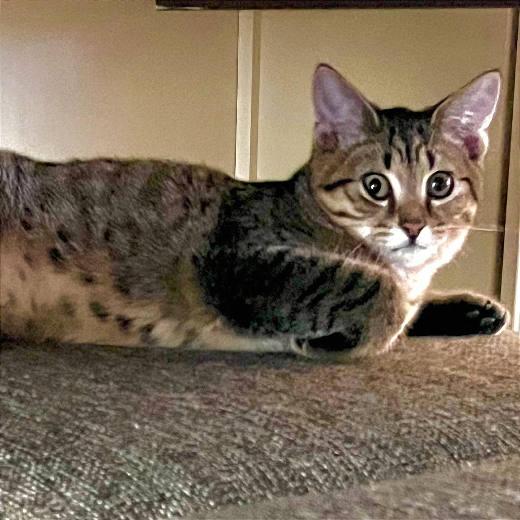 Enlarge Bob Ross, a Adoptable Domestic Short Hair in Traverse City, MI image 4/5