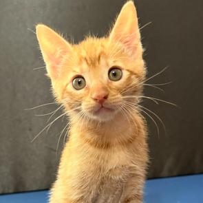 Reba, Adoptable, Kitten Female Domestic Short Hair.