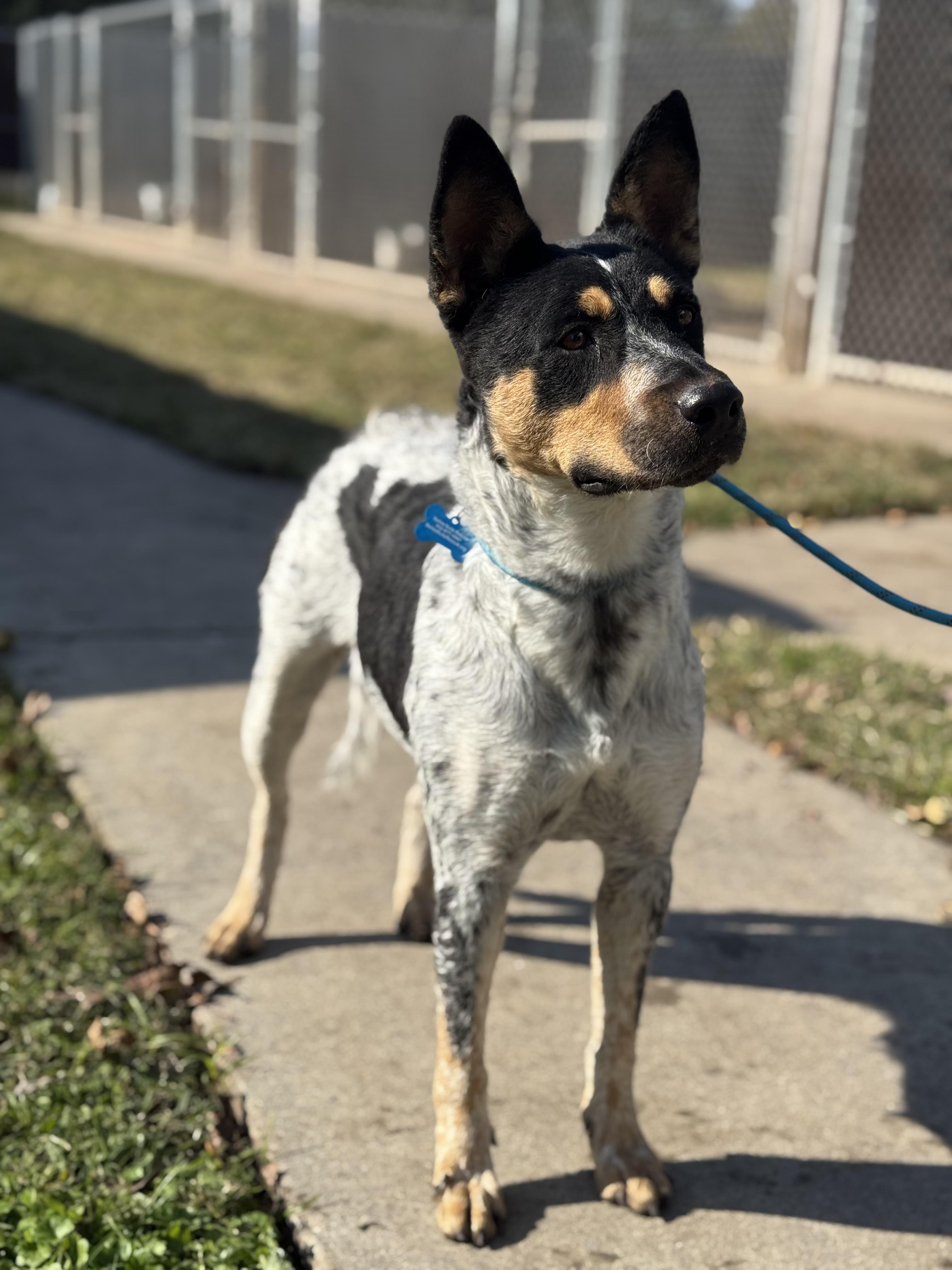 Moriah, Adult Female Australian Cattle Dog / Blue Heeler