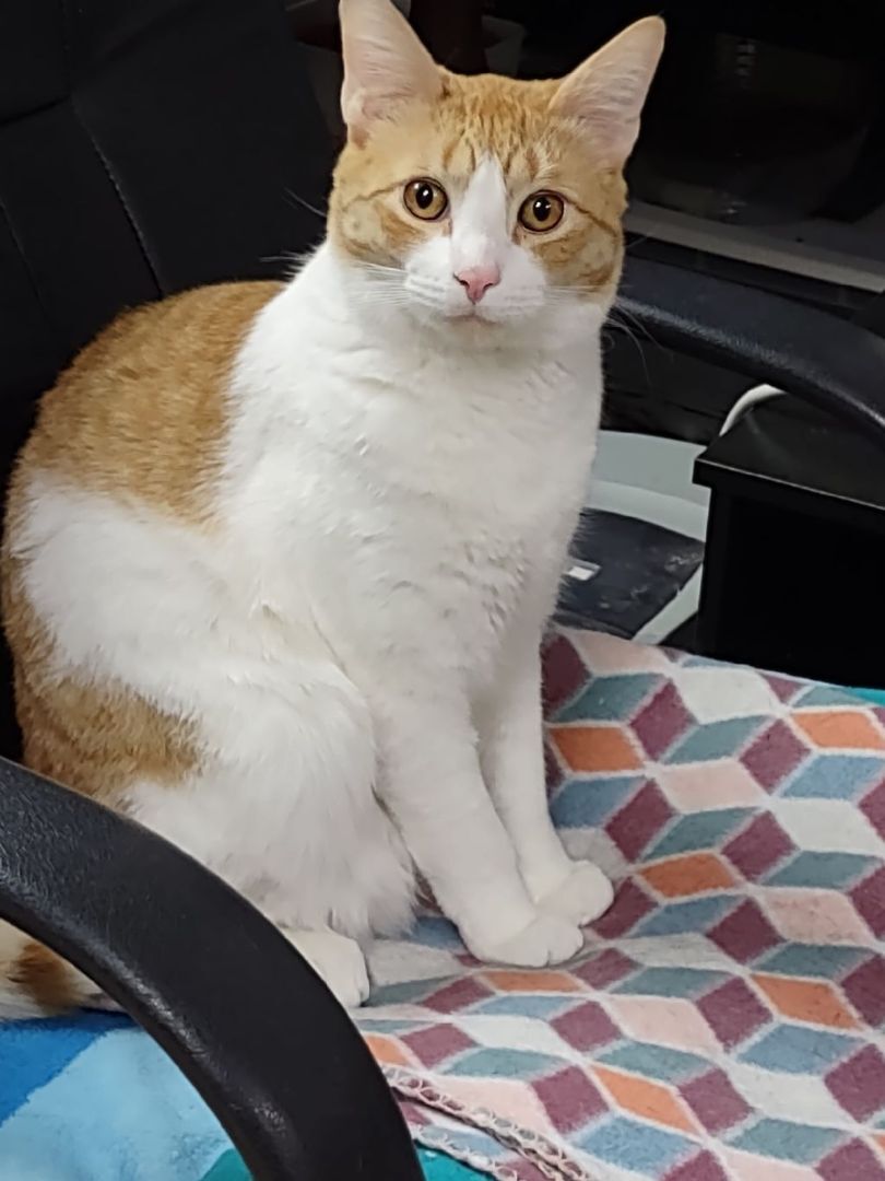 Weasley, a Adoptable Domestic Short Hair in Franklinville, NJ image 1/4