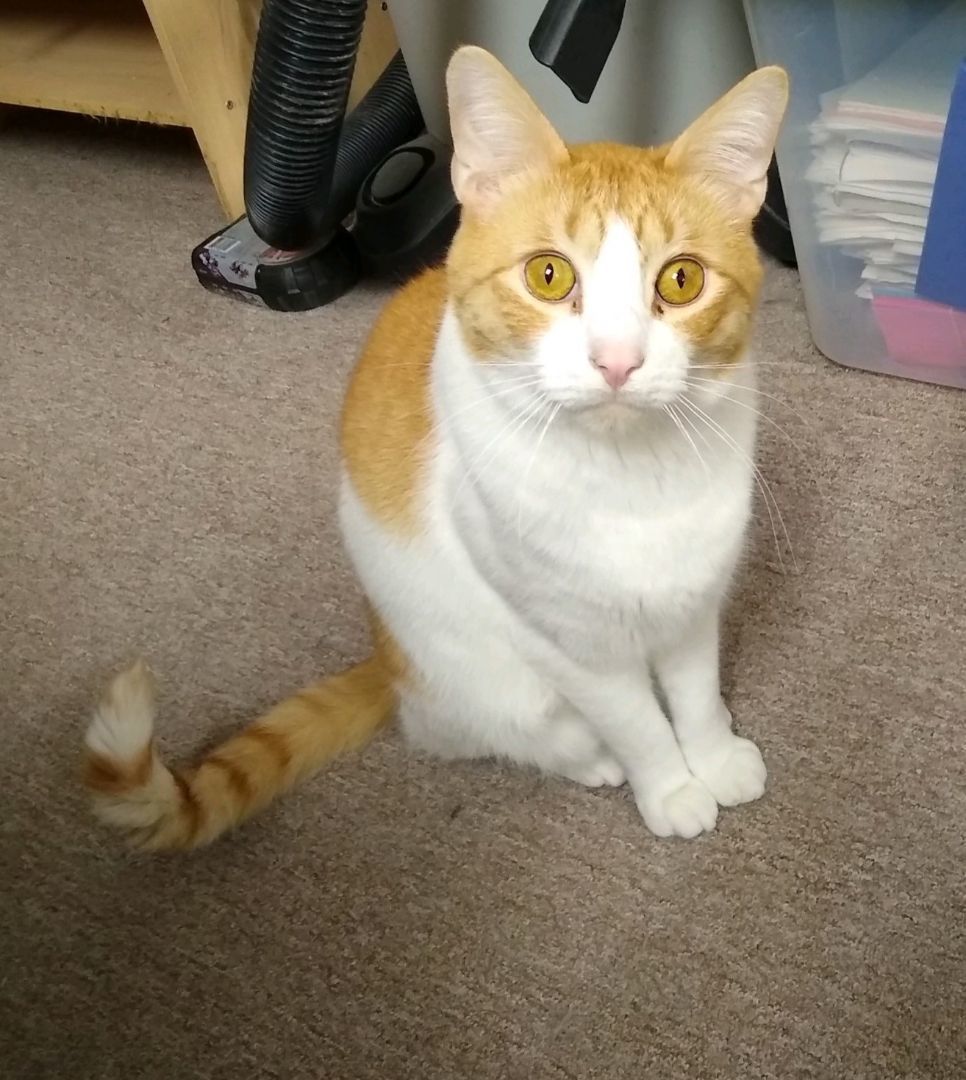 Weasley