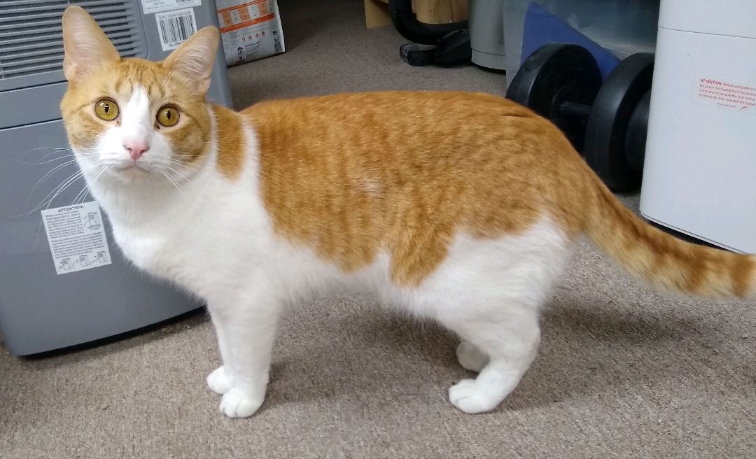 Weasley, a Adoptable Domestic Short Hair in Franklinville, NJ image 3/4