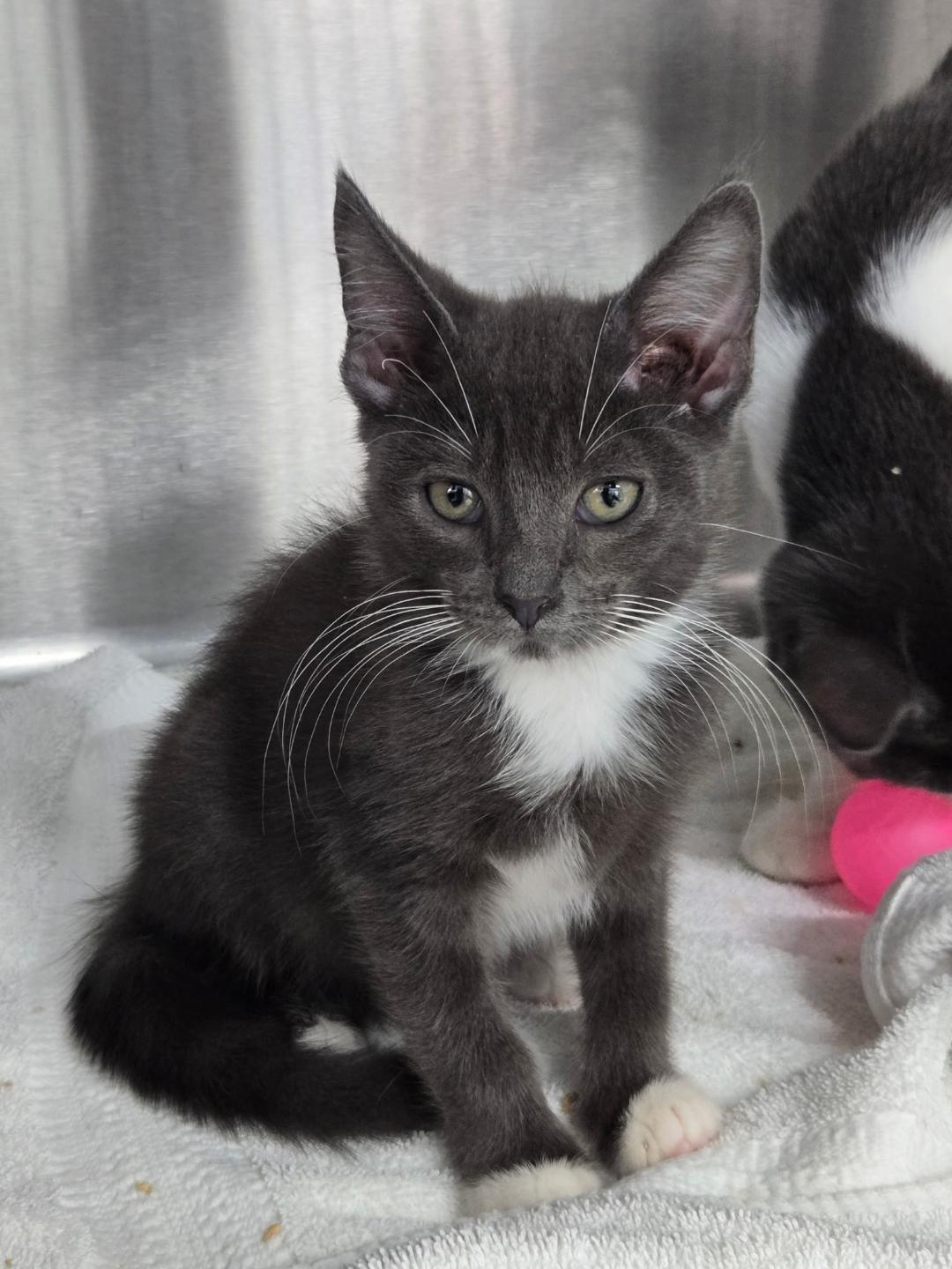 Flea, ADOPTABLE, Kitten Male Domestic Short Hair.