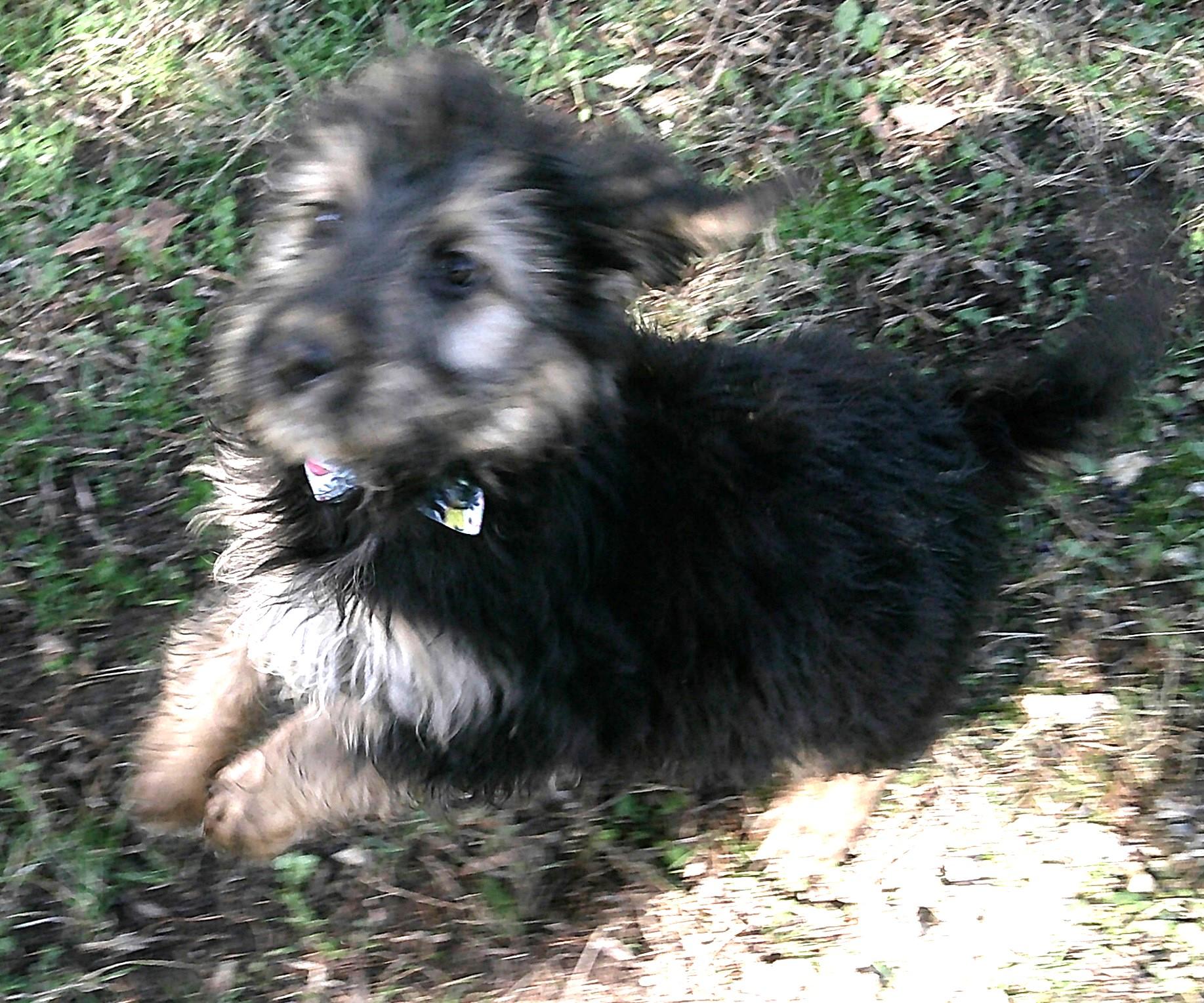 Samson, an adopted mixed breed in Watertown, CT image 6/6