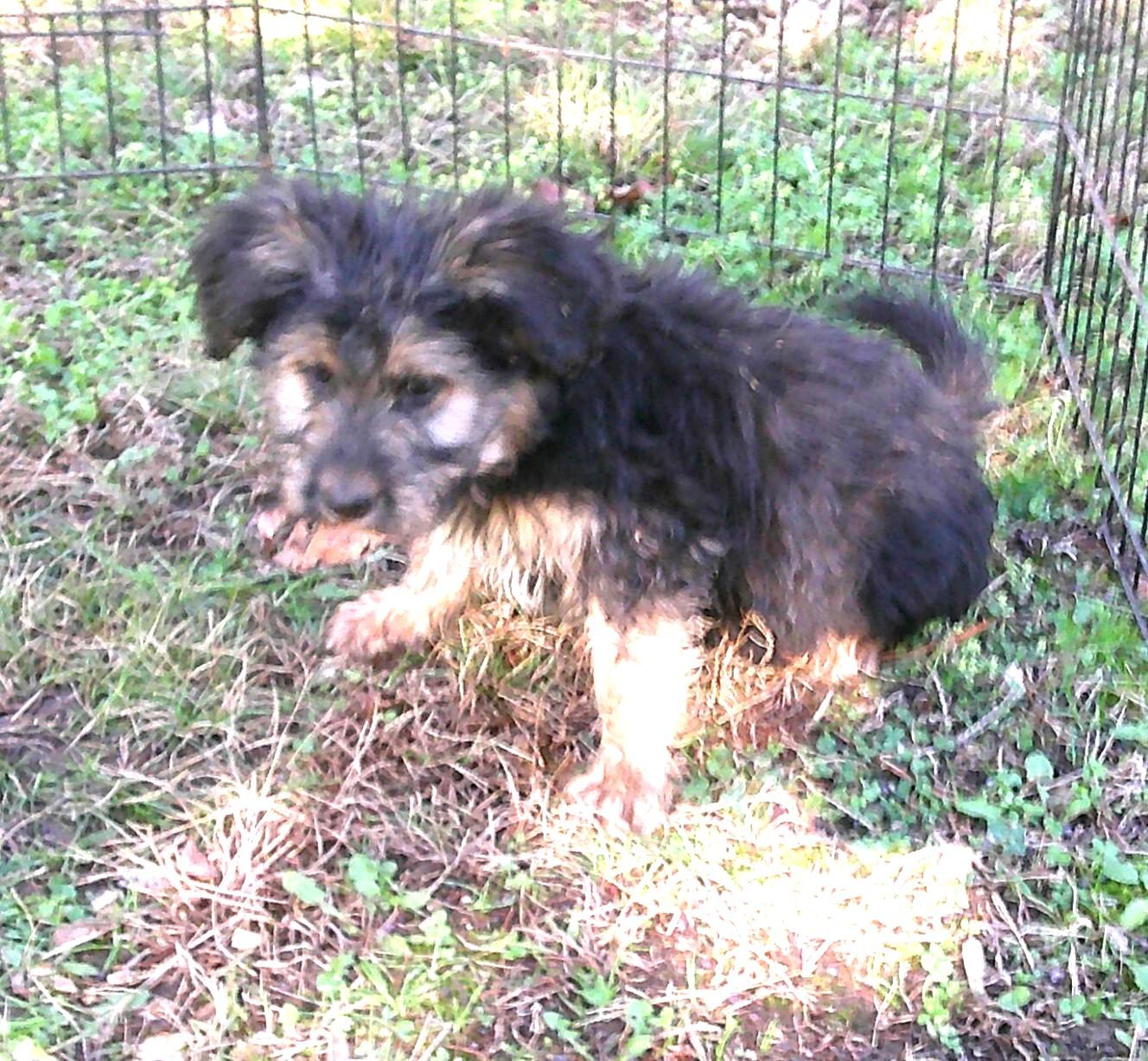 Samson, an adopted mixed breed in Watertown, CT image 1/6