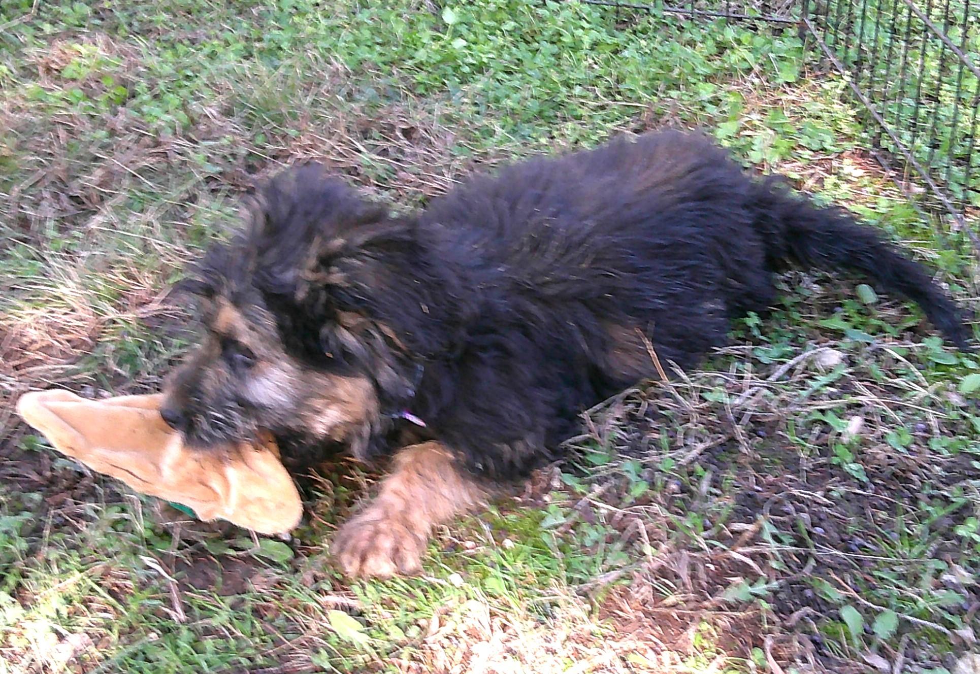Samson, an adopted mixed breed in Watertown, CT image 3/6