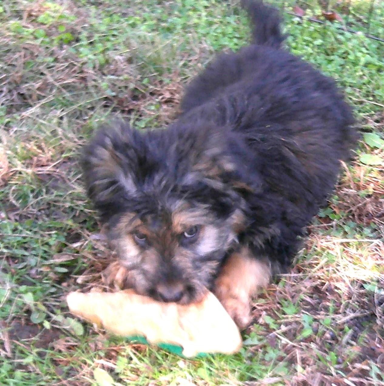 Samson, an adopted mixed breed in Watertown, CT image 2/6