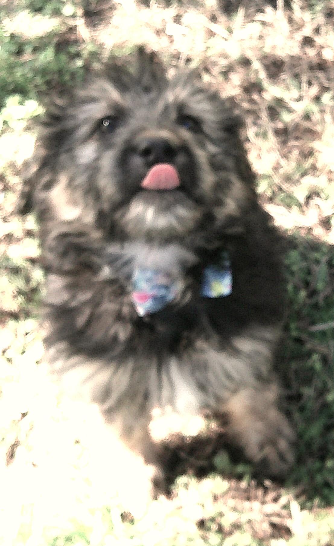 Samson, an adopted mixed breed in Watertown, CT image 4/6