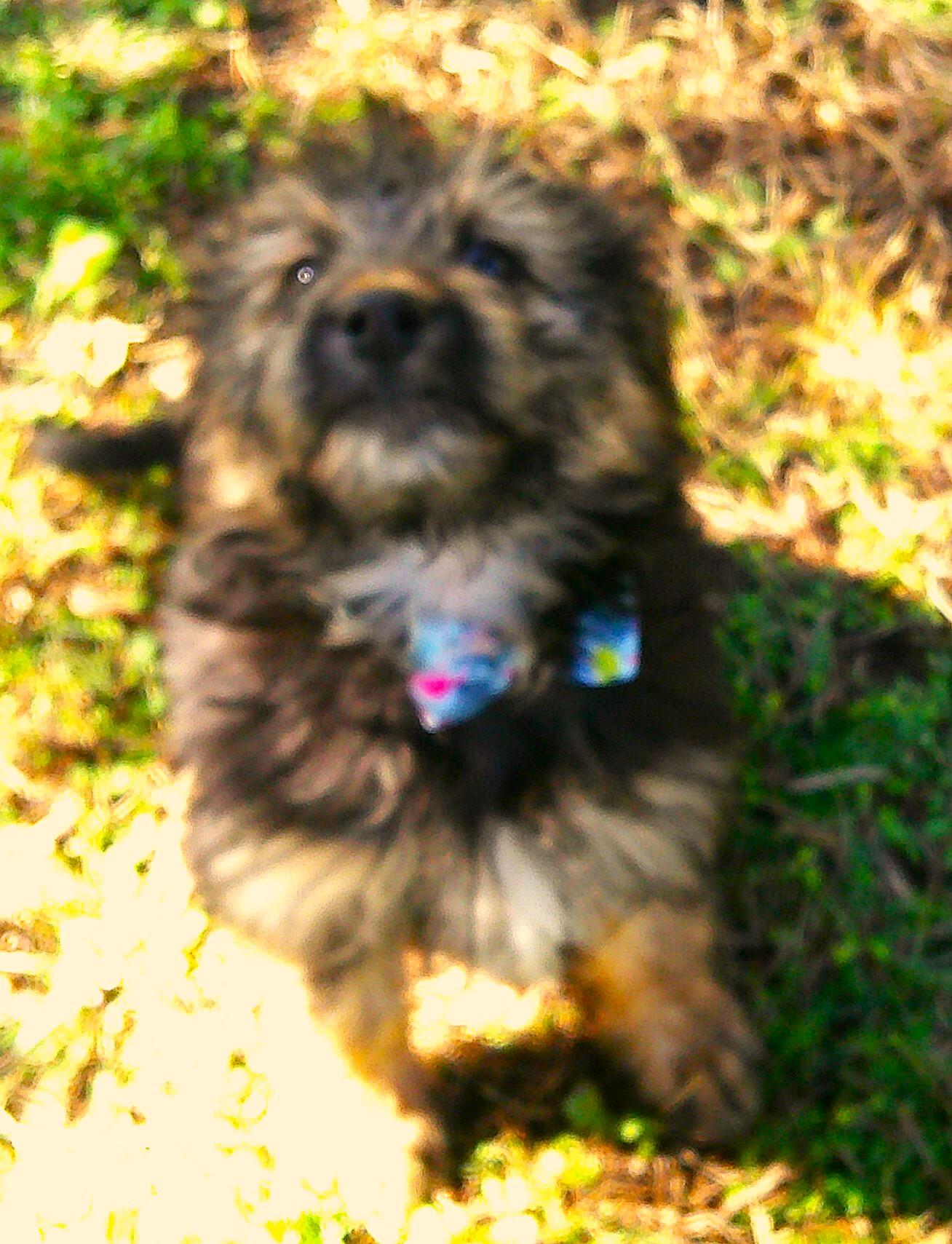 Samson, an adopted mixed breed in Watertown, CT image 5/6