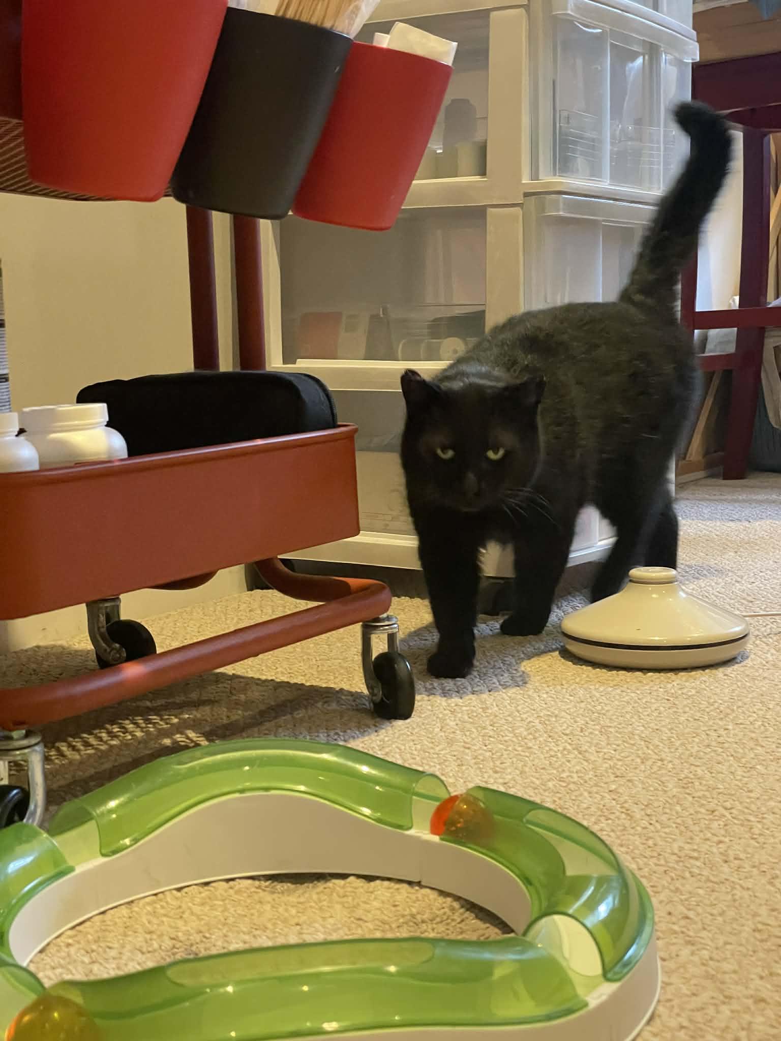 Enlarge Shadow, a Adopted Domestic Short Hair in Orleans, ON image 1/3