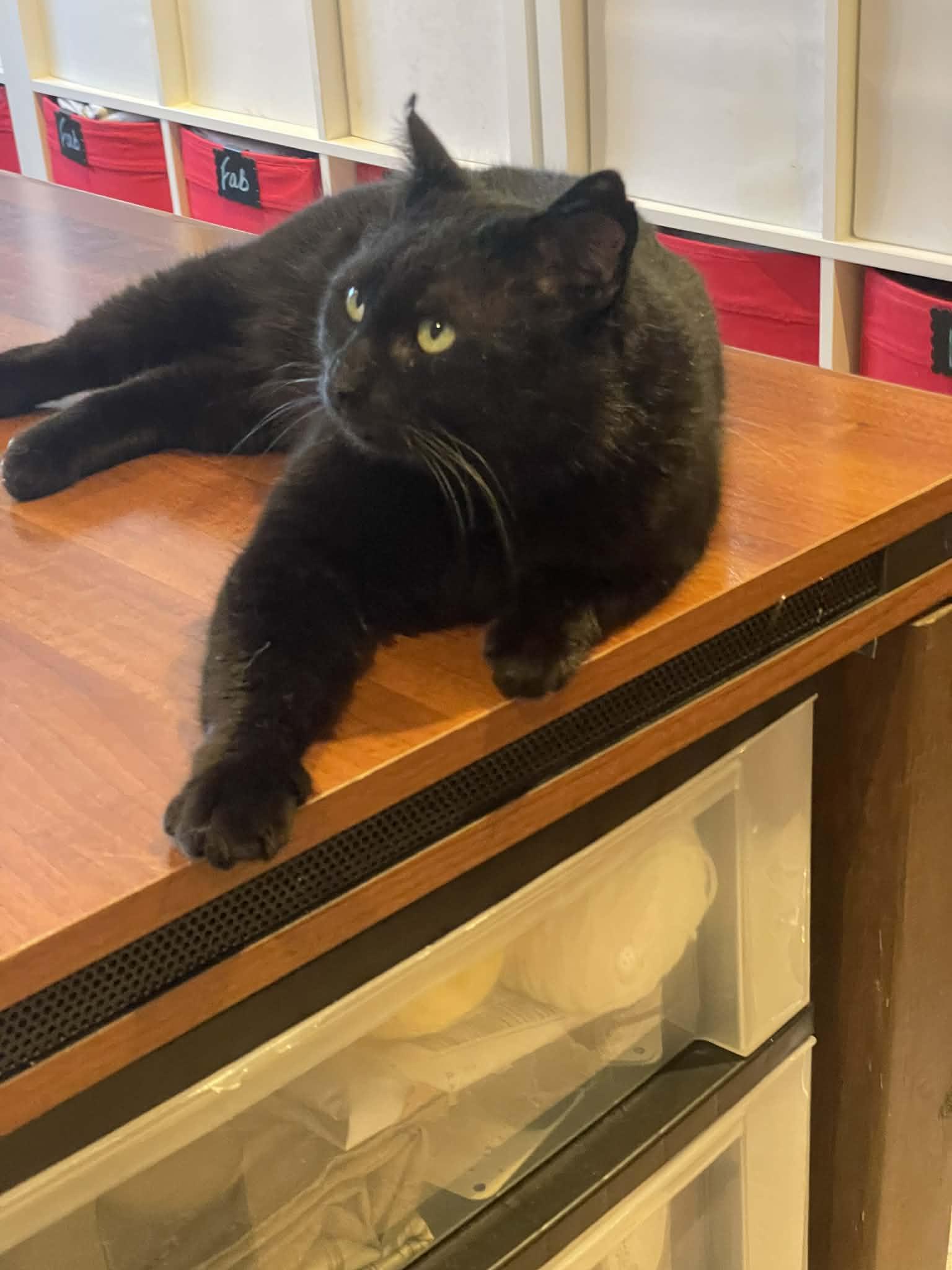 Enlarge Shadow, a Adopted Domestic Short Hair in Orleans, ON image 2/3