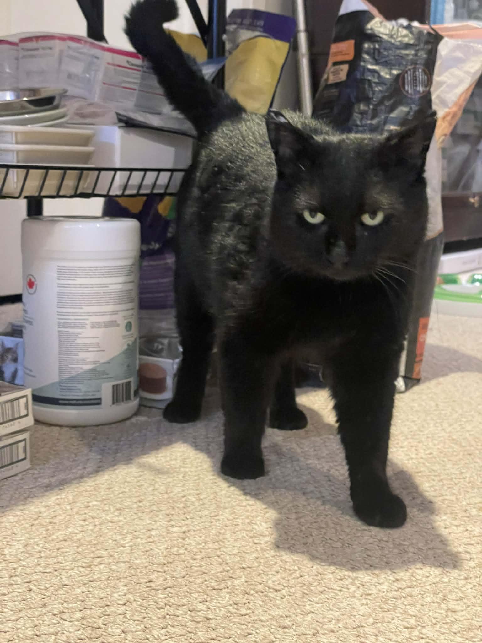 Enlarge Shadow, a Adopted Domestic Short Hair in Orleans, ON image 3/3