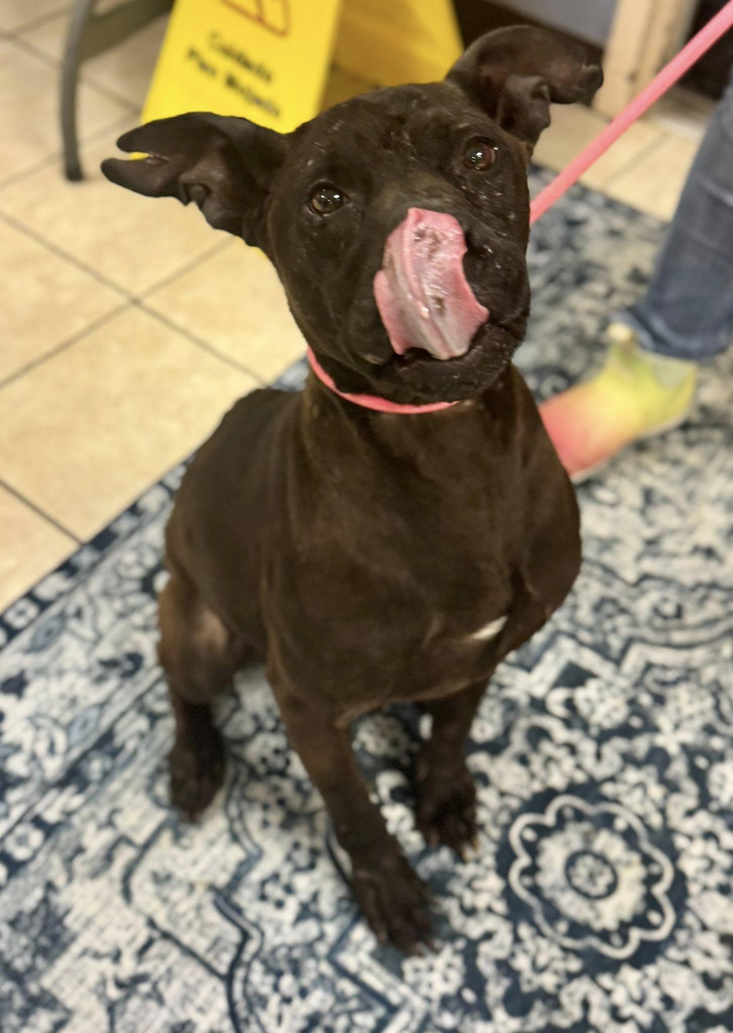 Butters, ADOPTABLE, Adult Male American Staffordshire Terrier.
