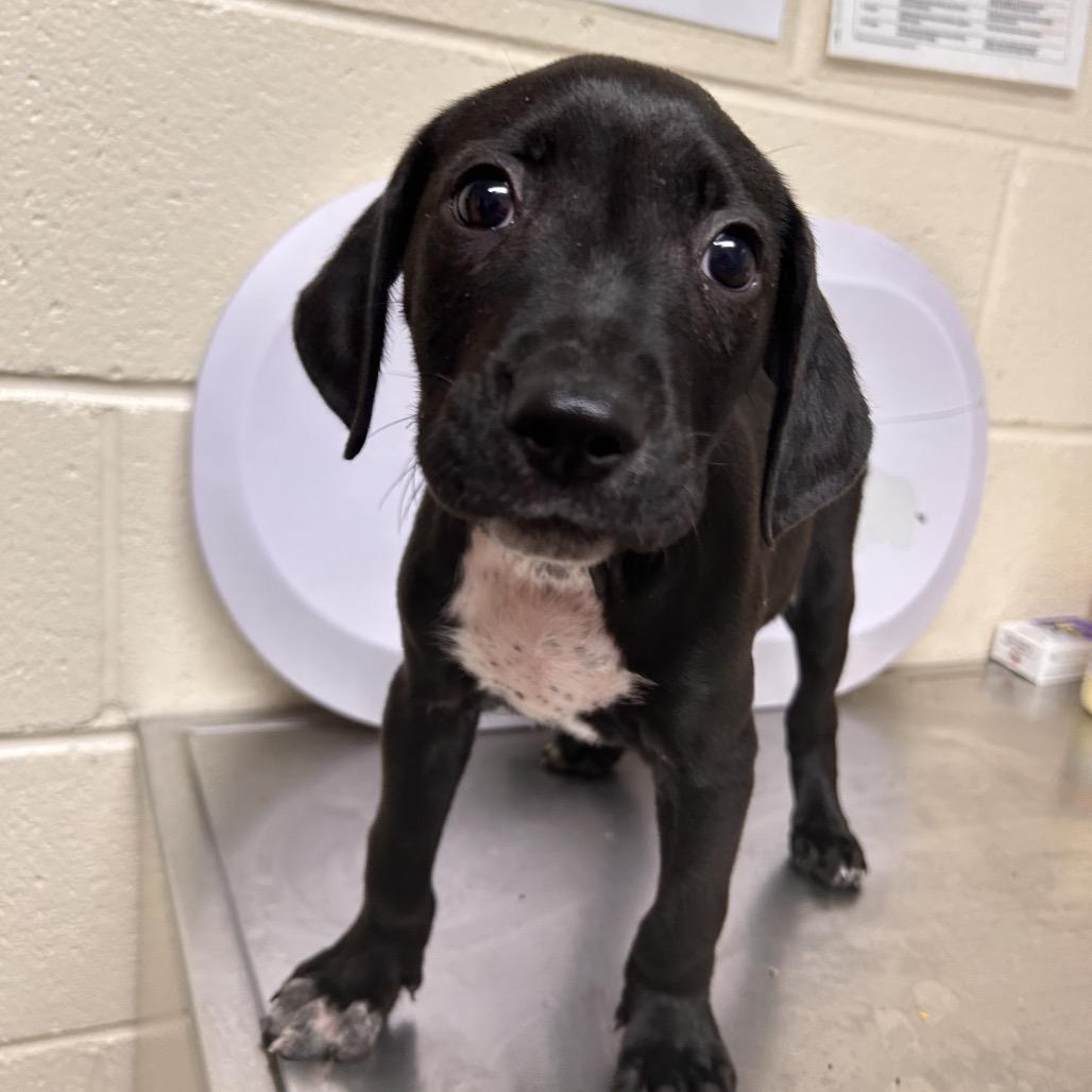 Enlarge Rolo, a Adoptable Mixed Breed in Roxboro, NC image 1/1