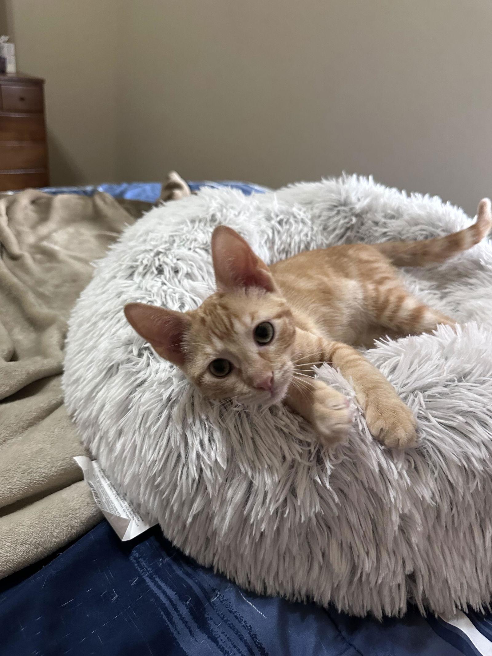 Vivi, Adoptable, Young Female Domestic Short Hair.