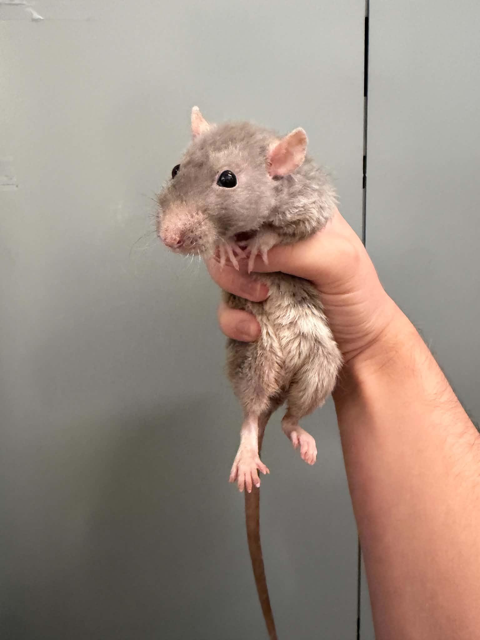 Enlarge Huron, Ontario, Michigan, Erie & Superior, a Adoptable Rat in Saint Paul, MN image 6/6
