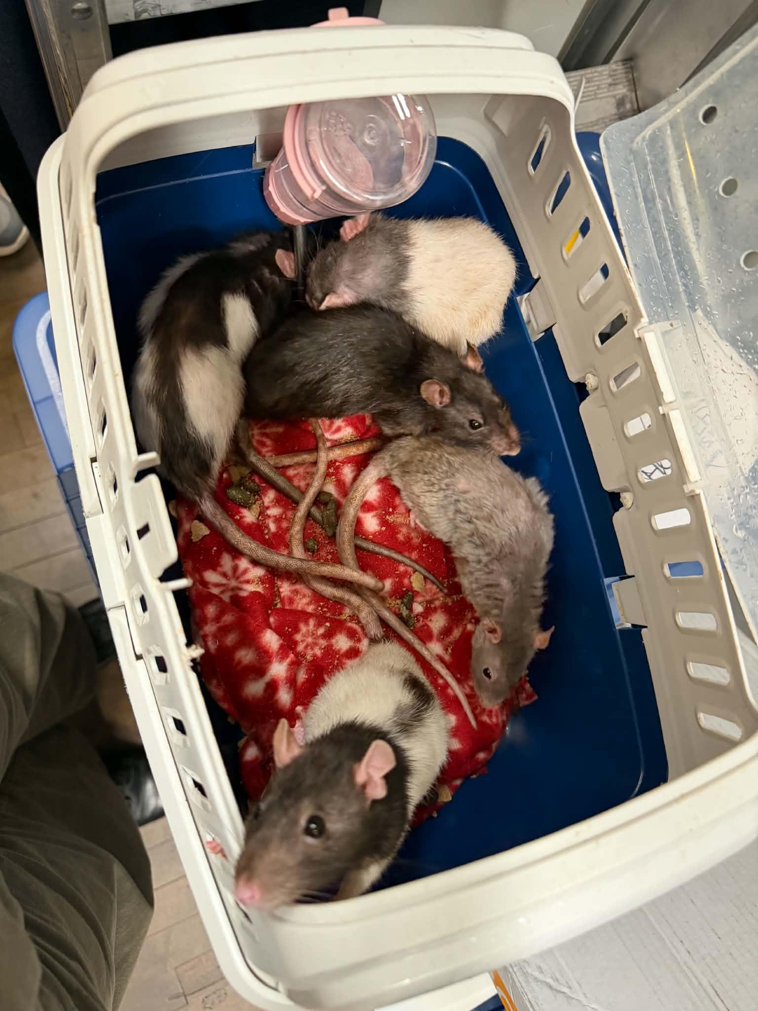Enlarge Huron, Ontario, Michigan, Erie & Superior, a Adoptable Rat in Saint Paul, MN image 1/6