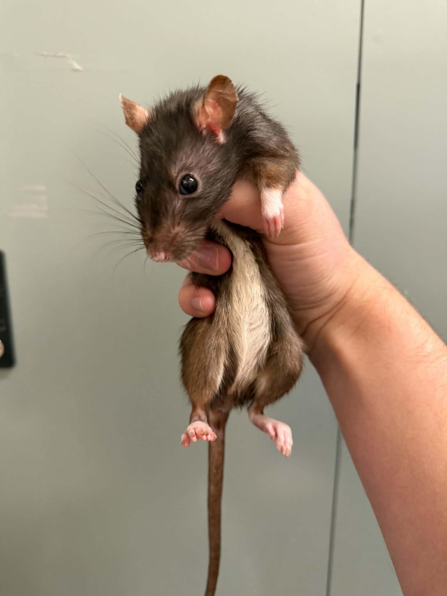 Enlarge Huron, Ontario, Michigan, Erie & Superior, a Adoptable Rat in Saint Paul, MN image 5/6