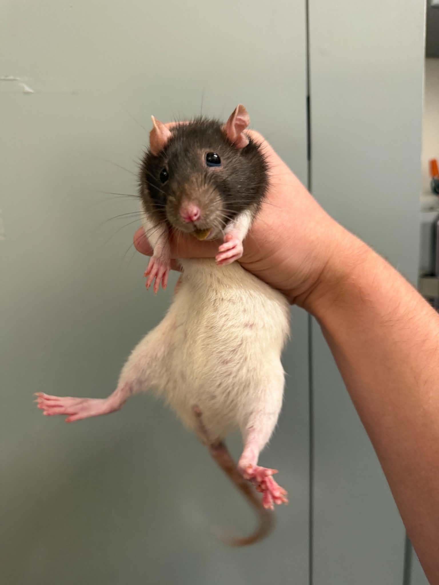 Enlarge Huron, Ontario, Michigan, Erie & Superior, a Adoptable Rat in Saint Paul, MN image 3/6
