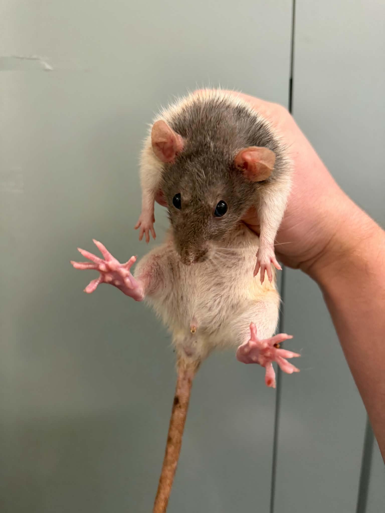 Enlarge Huron, Ontario, Michigan, Erie & Superior, a Adoptable Rat in Saint Paul, MN image 2/6