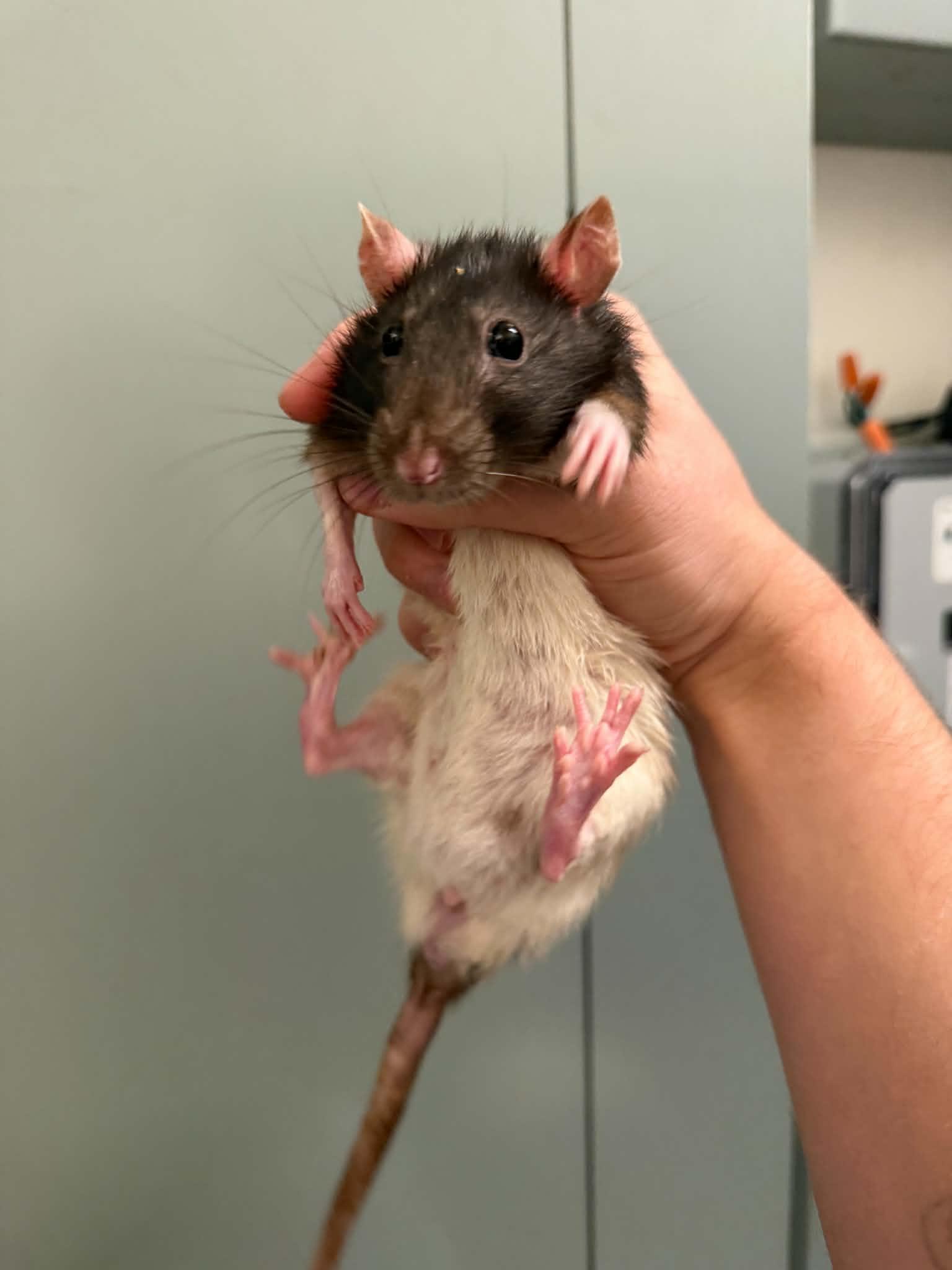 Enlarge Huron, Ontario, Michigan, Erie & Superior, a Adoptable Rat in Saint Paul, MN image 4/6