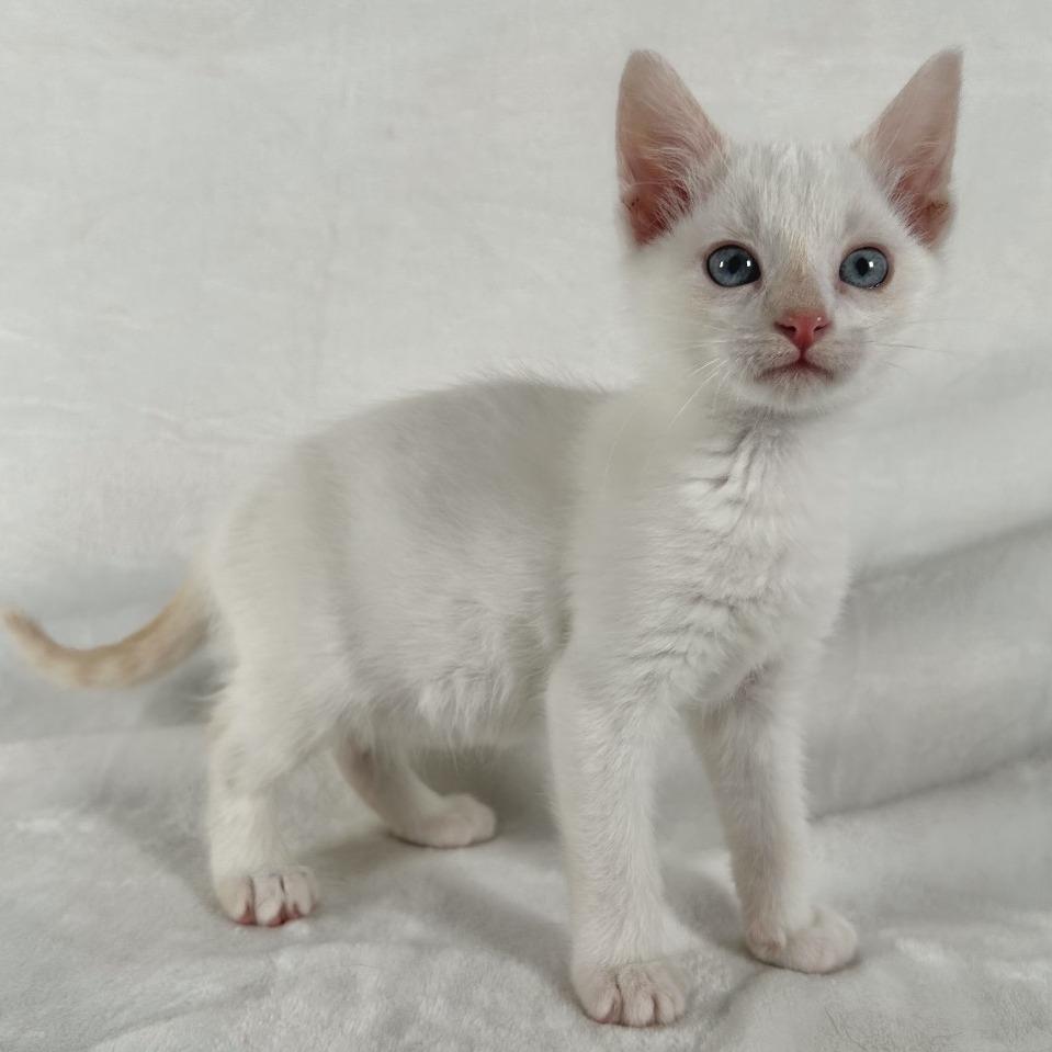 Sprout, Adoptable, Kitten Male Domestic Short Hair.