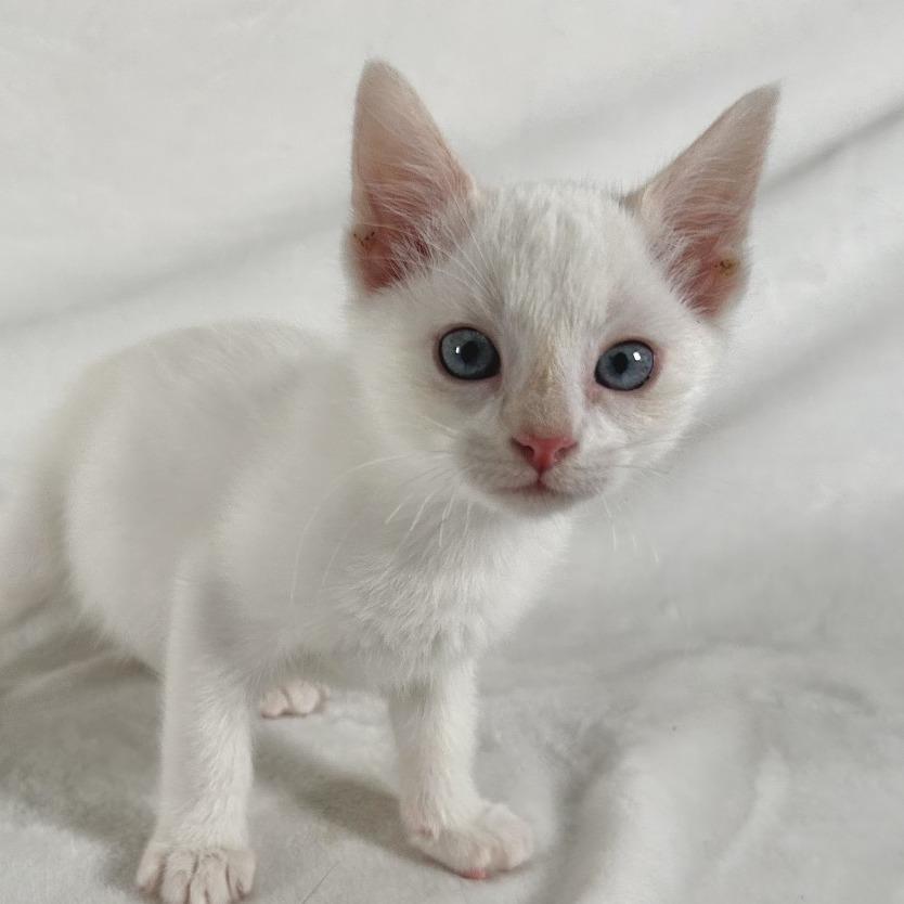 Enlarge Sprout, a Adoptable Domestic Short Hair in Johnson City, TN image 2/4