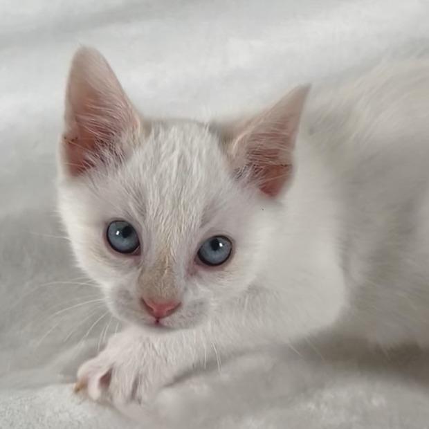 Enlarge Sprout, a Adoptable Domestic Short Hair in Johnson City, TN image 3/4