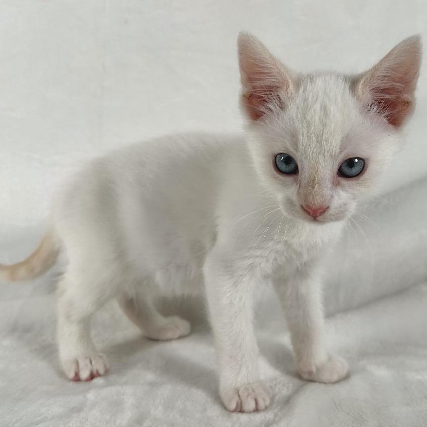 Enlarge Sprout, a Adoptable Domestic Short Hair in Johnson City, TN image 4/4