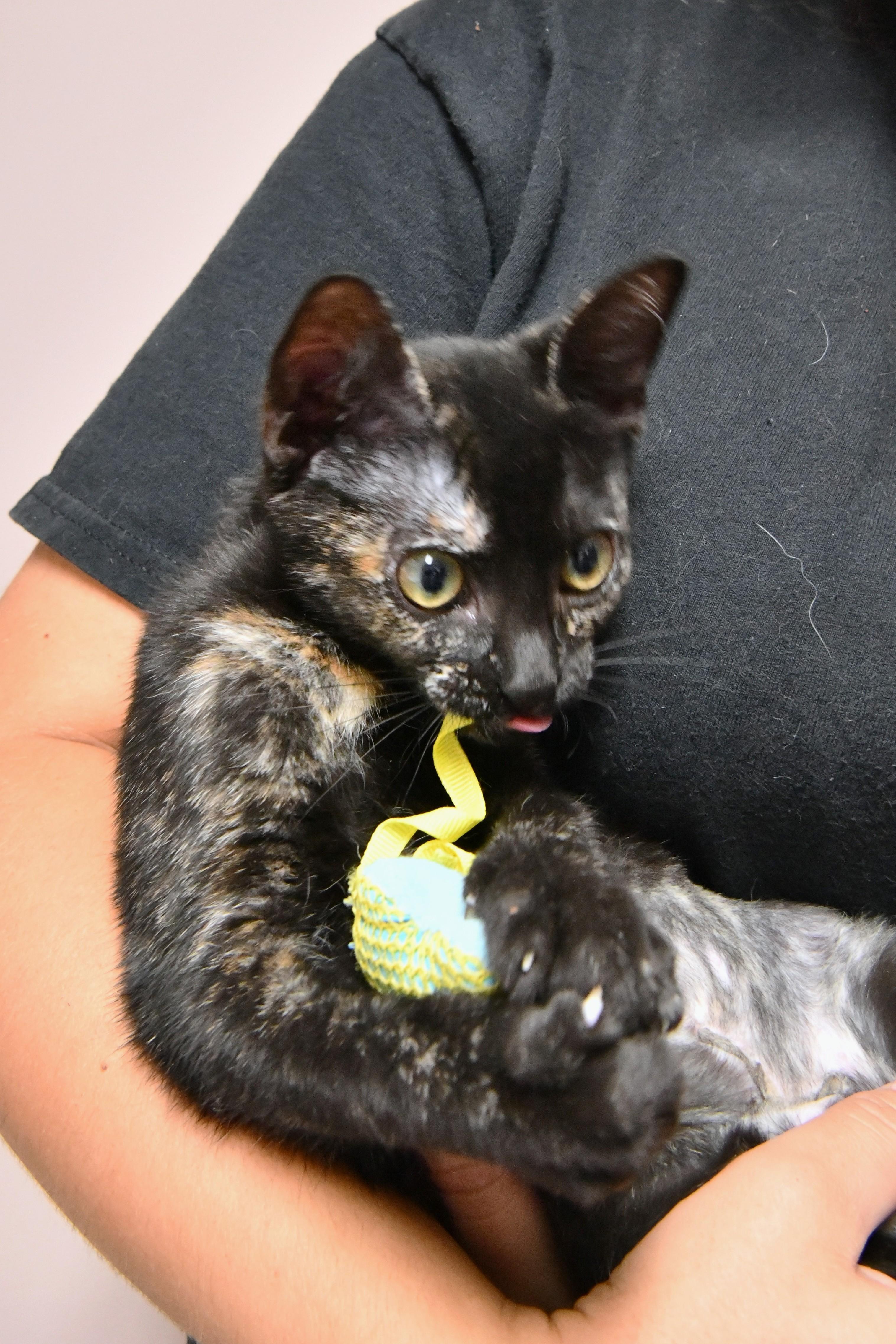 Romaine, ADOPTABLE, Young Female Domestic Short Hair.
