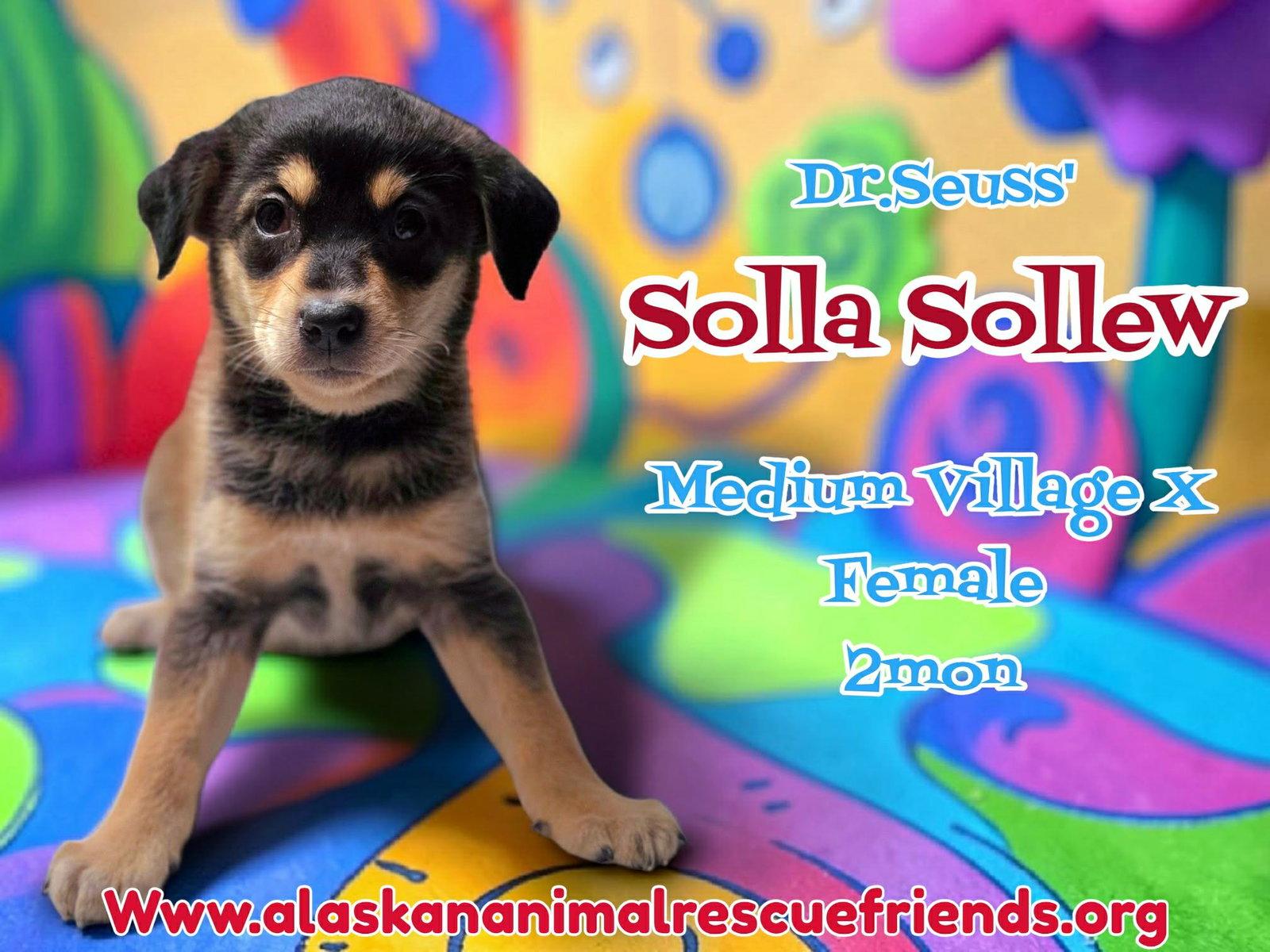 Solla, Adopted, Puppy Female Husky & Corgi.